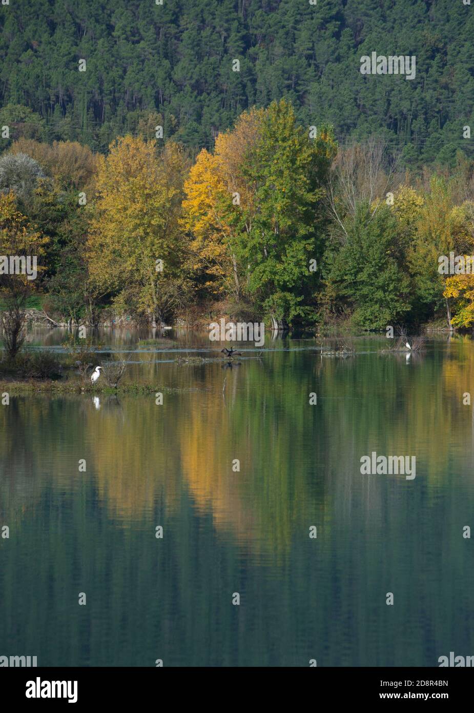 vista panoramica di uno splendido laghetto vicino ad anghiari circondato da alberi in colori autunnali e con un grande bianco caccia agli airone Foto Stock
