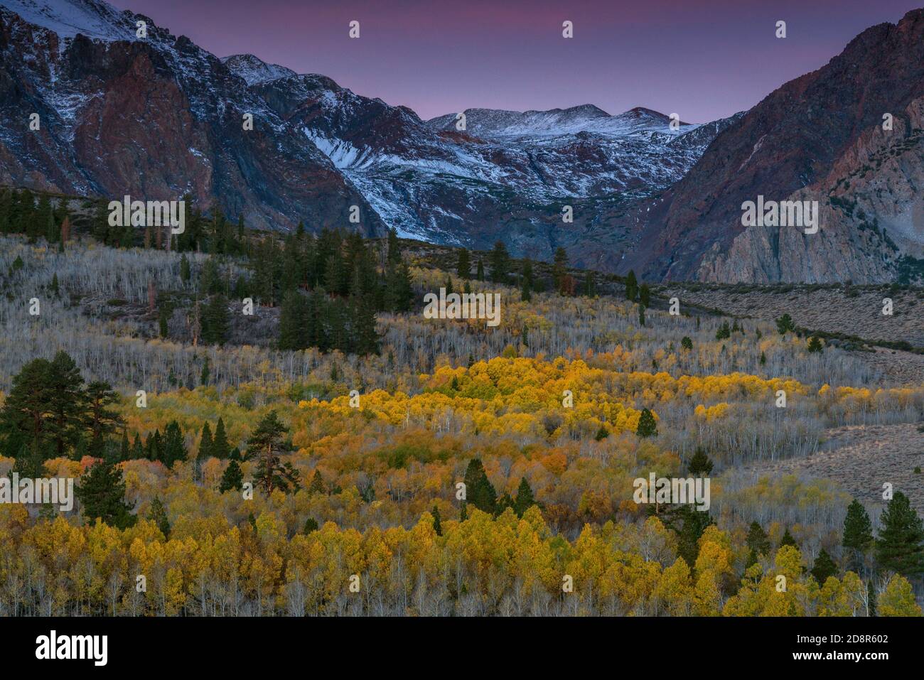 Dawn, Aspen, Populus Tremula, Parker Bench, John Muir Wilderness, Inyo National Forest, Eastern Sierra, California Foto Stock