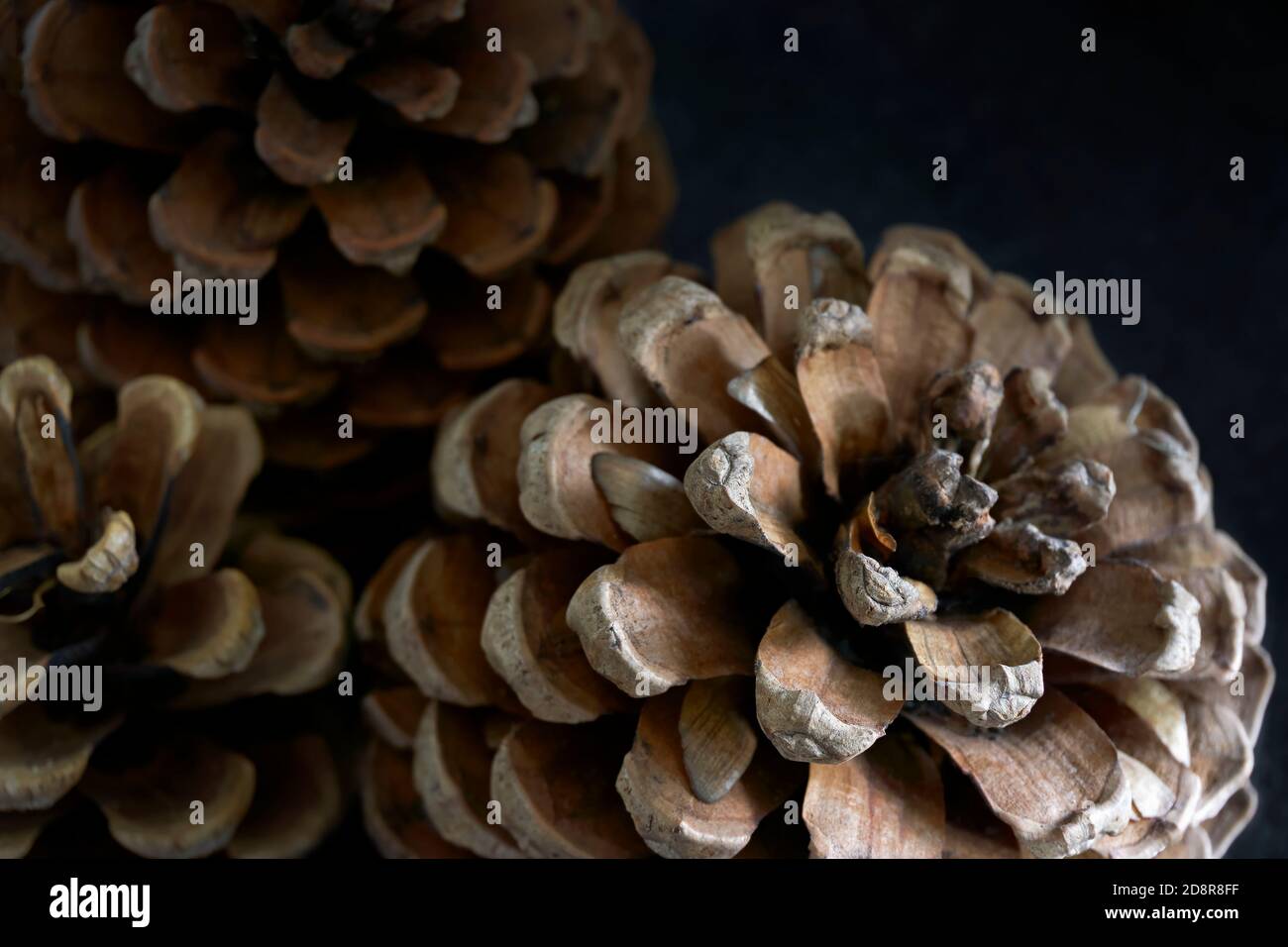 Primo piano di tre coni di pino su sfondo scuro. Sfondo autunno. Foto Stock