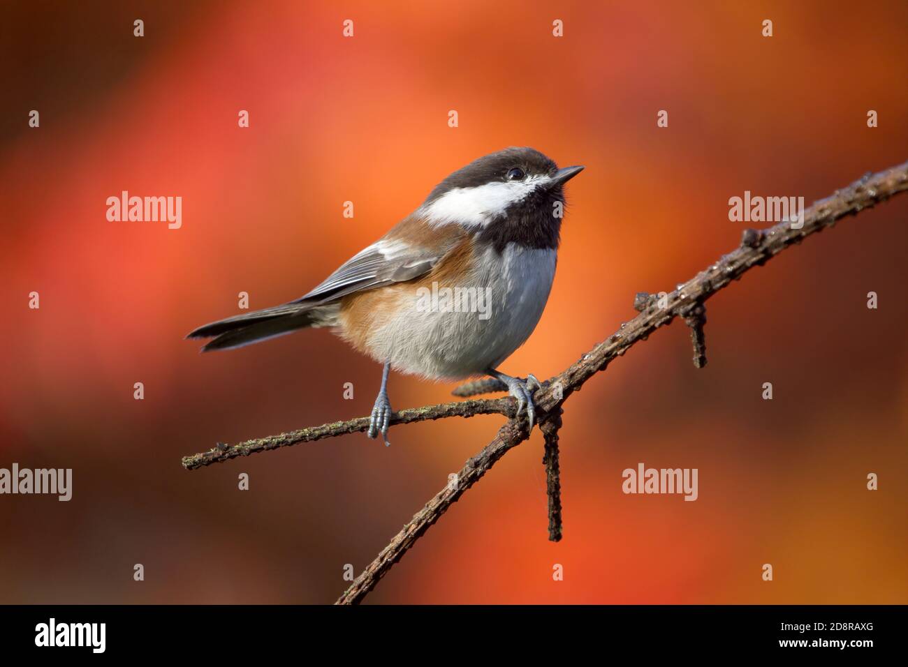 chickadee castagno-backed arroccato sul ramo con colori autunnali sullo sfondo, Snohomish, Washington, USA Foto Stock
