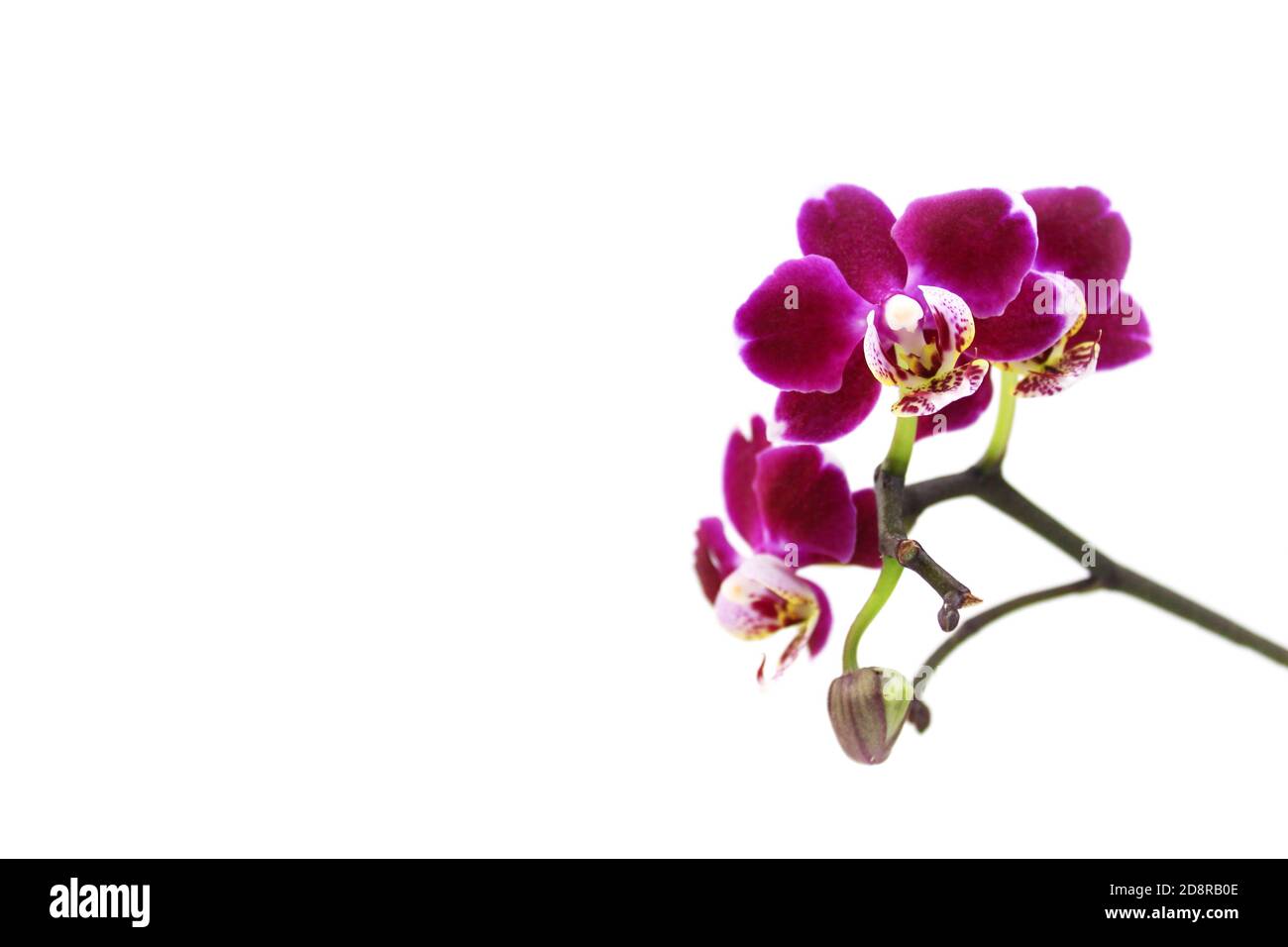 Porpora orchidea fiore falaenopsis, falaenopsis o falah su uno sfondo bianco. Fiori di falaenopsis viola sulla destra, noti come orchidee farfalla. Foto Stock