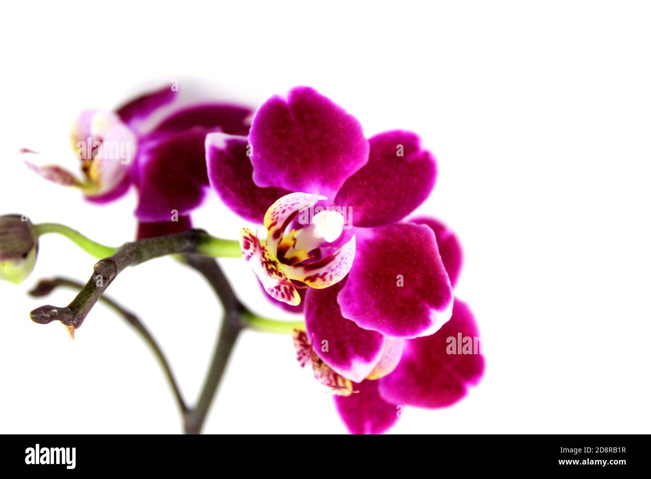 Porpora orchidea fiore falaenopsis, falaenopsis o falah su uno sfondo bianco. Fiori di falaenopsis viola sulla destra, noti come orchidee farfalla. Foto Stock