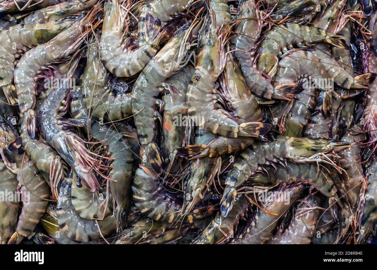 gamberetti crudi o gamberetti da vendere al mercato del pesce. Foto Stock