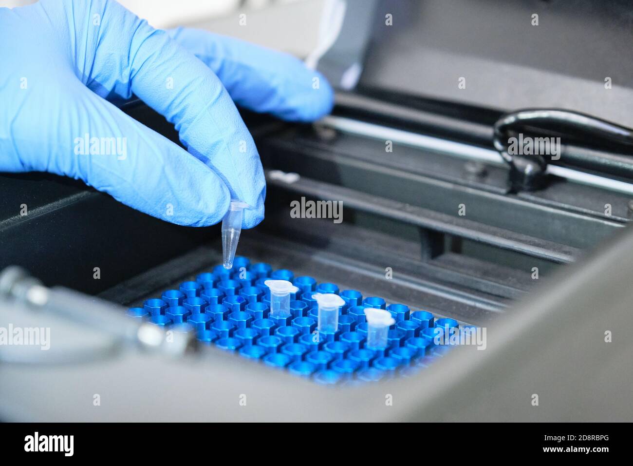 Un ricercatore che mette le provette PCR sul termociclatore per l'amplificazione del DNA. Test PCR del coronavirus. Foto Stock