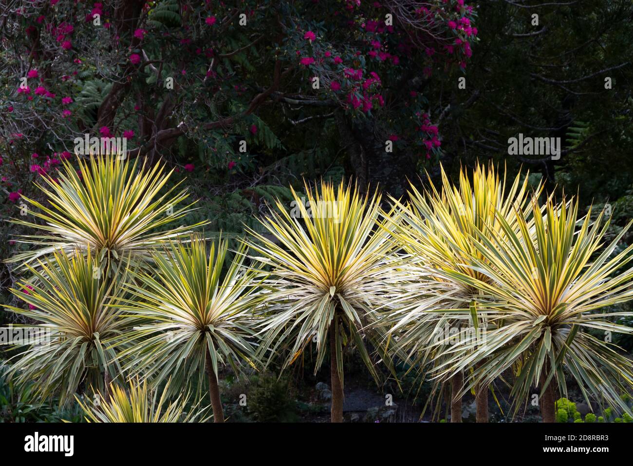 Alberi di cavolo nei Giardini Botanici di Wellington, Isola del Nord, Nuova Zelanda Foto Stock