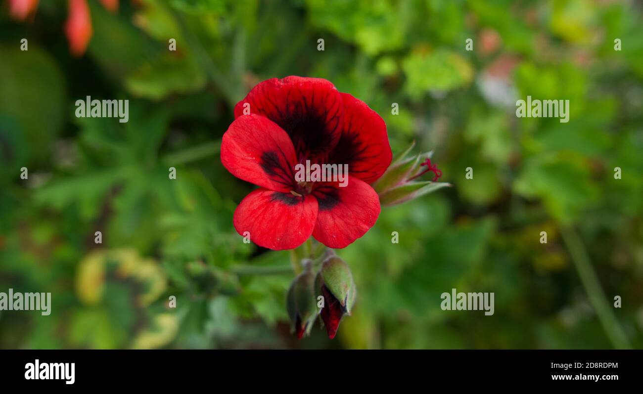 Singolo geranio rosso fiore contro morbido verde fogliame sfondo con copyspace Foto Stock