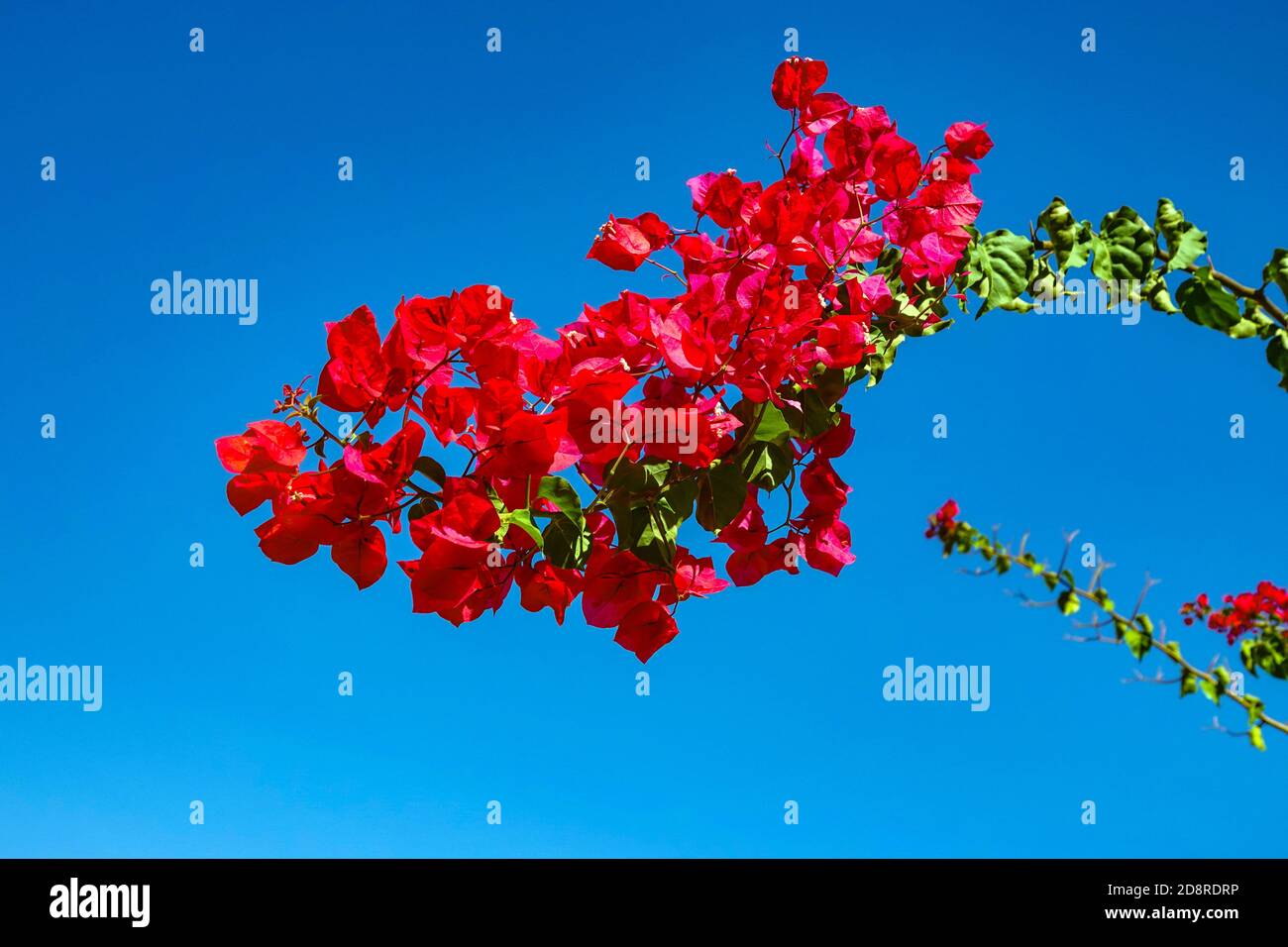 Bougainvillea fiori viola contro cielo blu, la Mata, Torrevieja,Costa Blanca, Spagna, inverno, sole invernale, destinazione Foto Stock