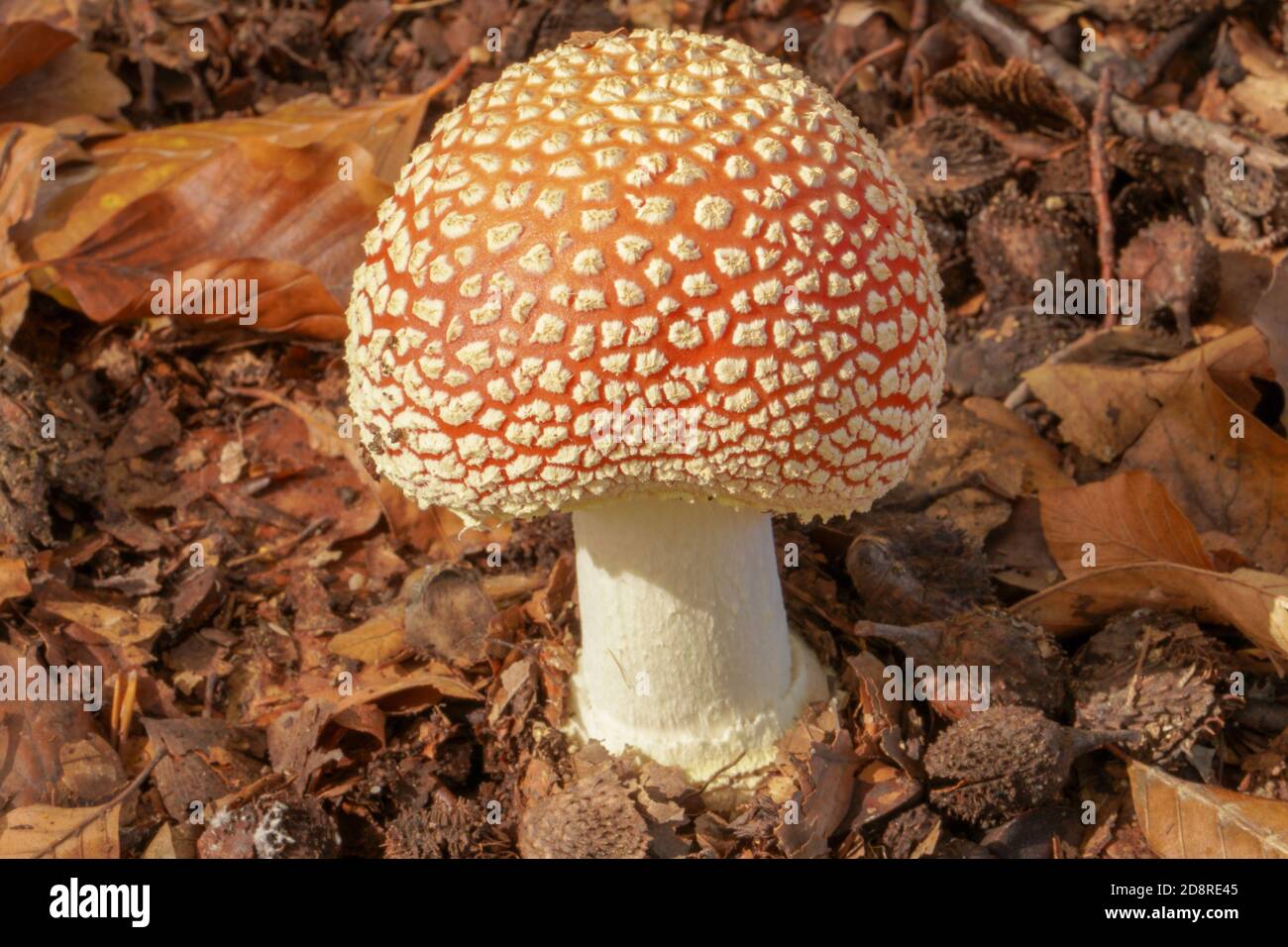 Vista su funghi agarici. Rosso mosca agarico in foresta. Fungo agarico veleno mosca in natura Foto Stock