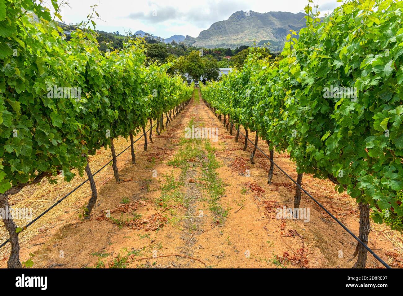 Winelands & Grapes Farms a Capo Occidentale, Sud Africa sono tra i siti più visitati nella regione Foto Stock