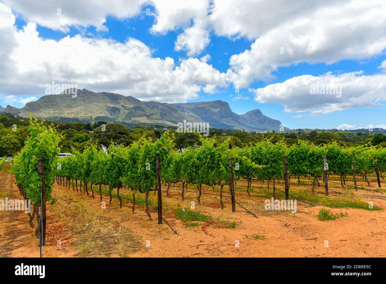 Winelands & Grapes Farms a Capo Occidentale, Sud Africa sono tra i siti più visitati nella regione Foto Stock