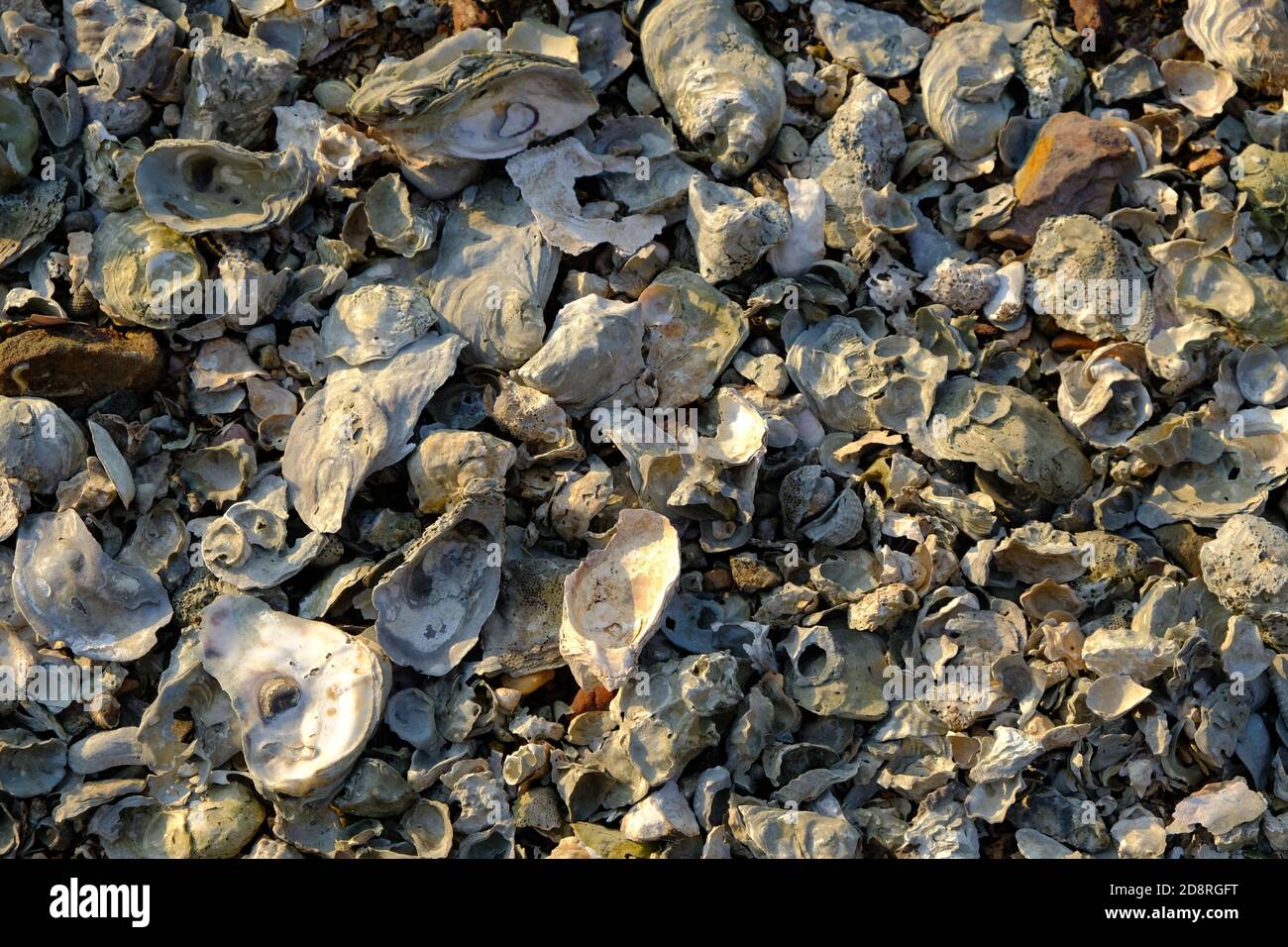 Oyster Shell, Spiaggia, sabbia, orizzontale, pulito, Bianco, Zoom in, rocce, Pebble Foto Stock