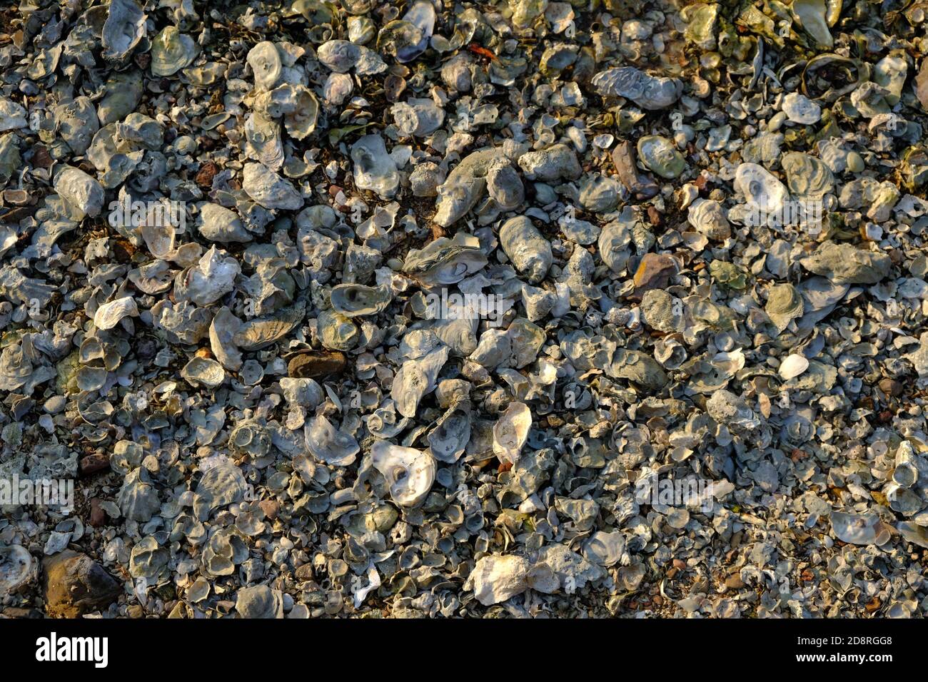 Oyster Shell, Spiaggia, sabbia, orizzontale, pulito, Bianco, rocce, Pebble, Tramonto Foto Stock