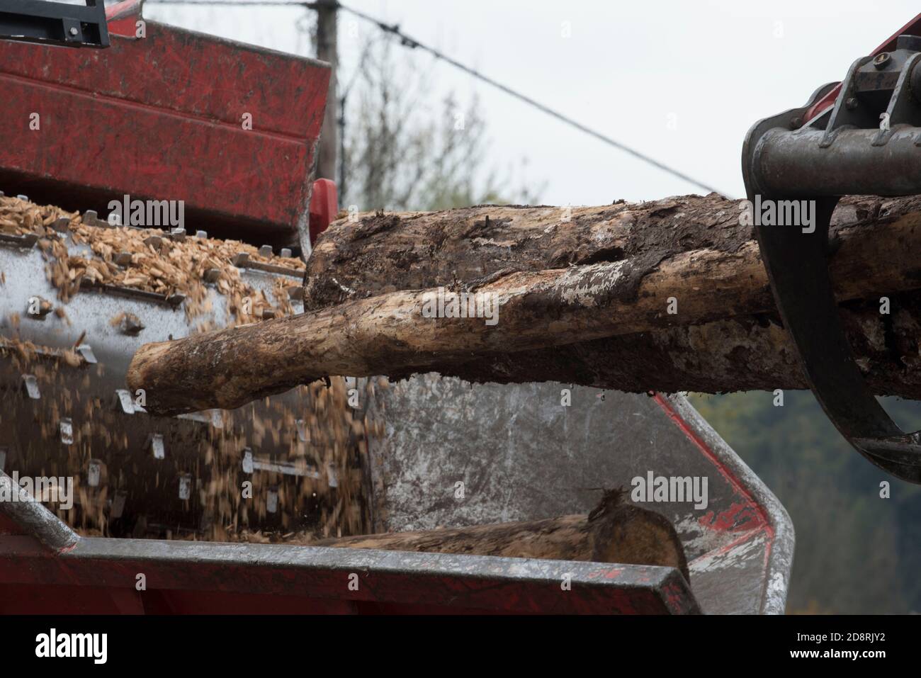 trituratore industriale per alberi tagliando un albero in piccoli pezzi di legno Foto Stock