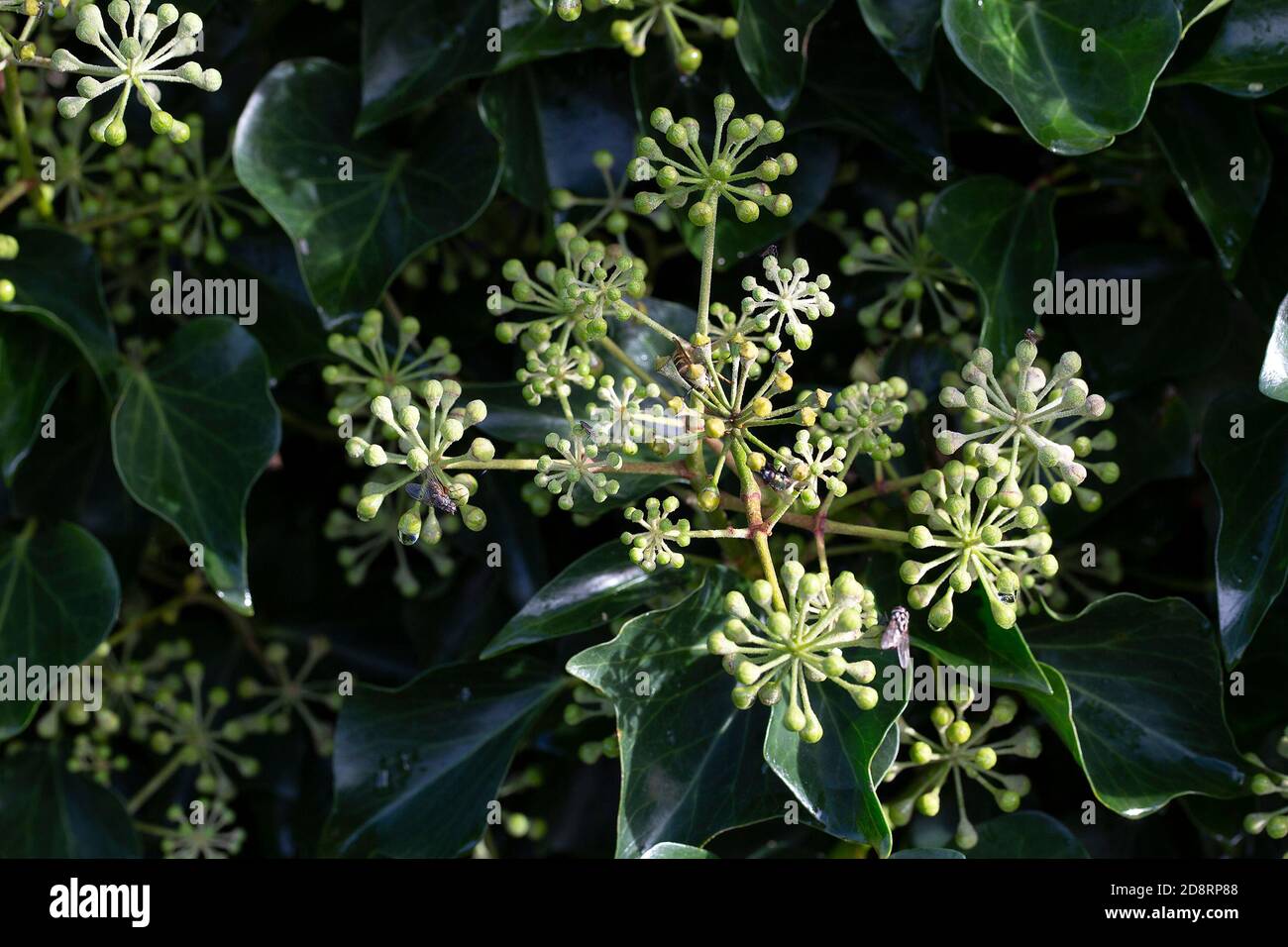 Edera in fiore (Hedera Helix) Foto Stock