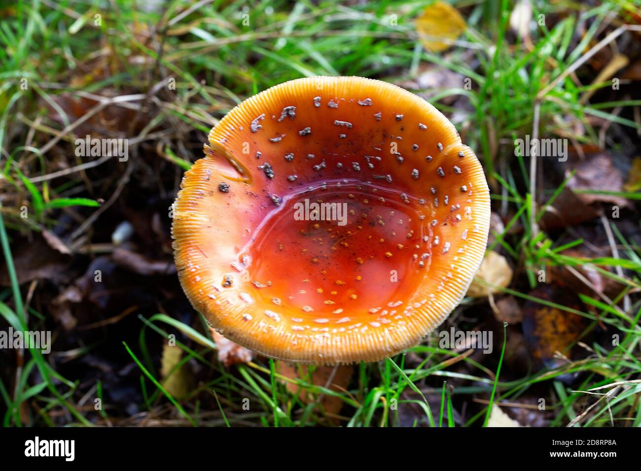 Fungo aqarico Old Fly (Amanita muscaria) con acqua piovana in tappo piegato Foto Stock
