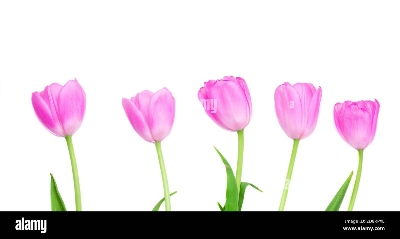 Fiori di tulipani rosa isolati su sfondo bianco. Buon concetto di Pasqua e Festa della Madre Foto Stock