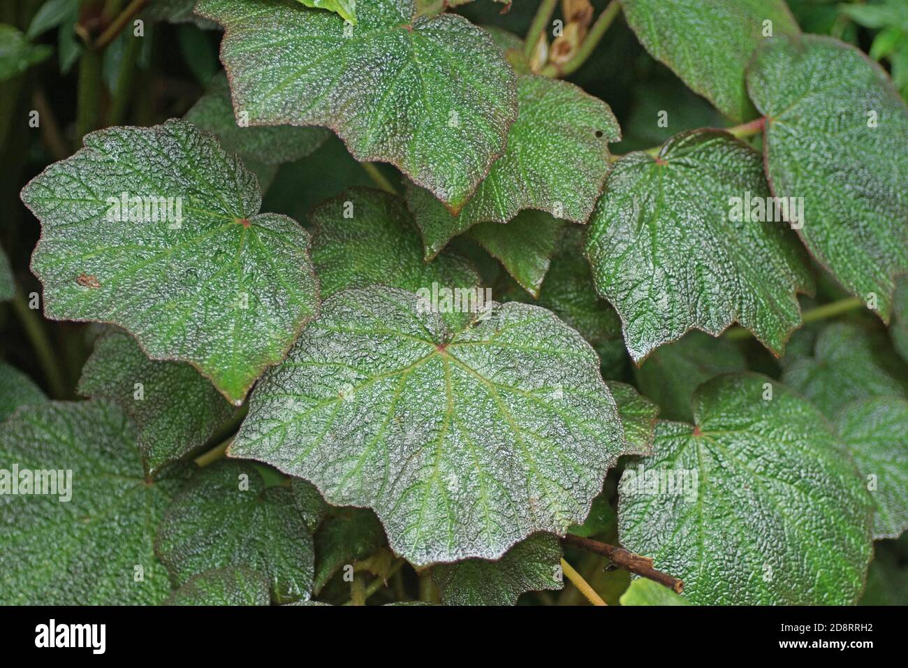 Begonia Foto Stock