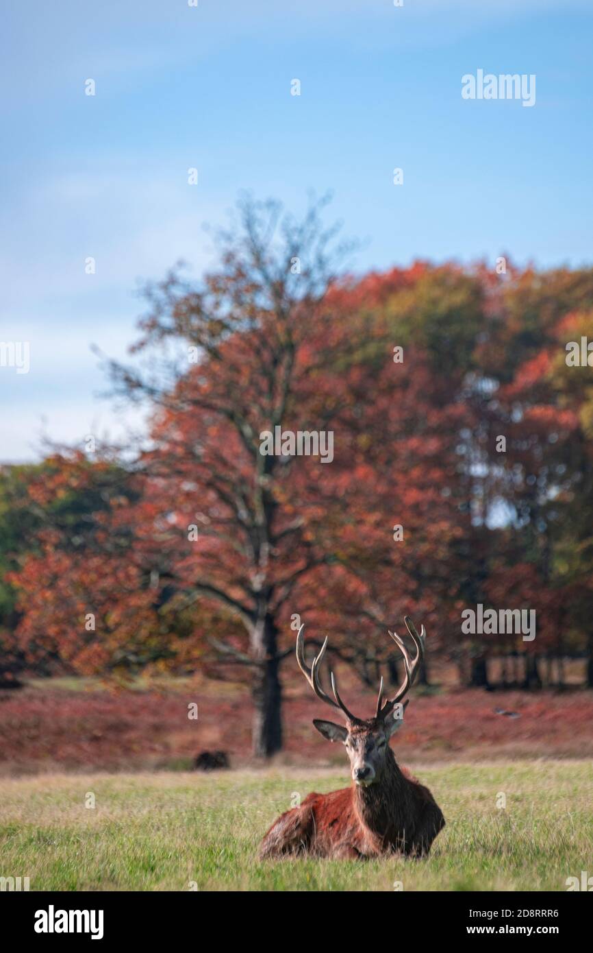 Un cervo rosso maschio che giace a Richmond Park con autunnale colori negli alberi dietro di lui Foto Stock