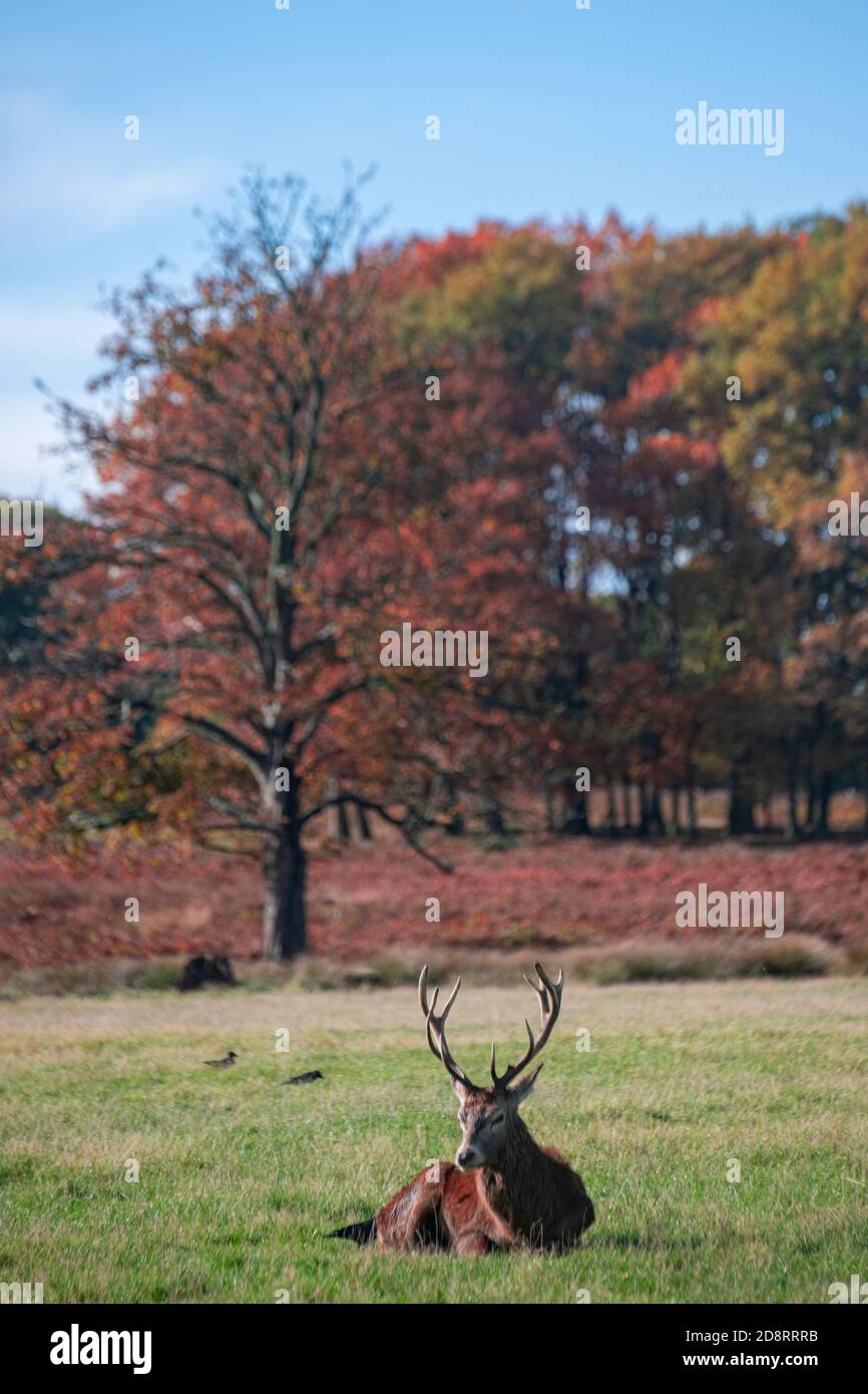 Un cervo rosso maschio che giace a Richmond Park con autunnale colori negli alberi dietro di lui Foto Stock