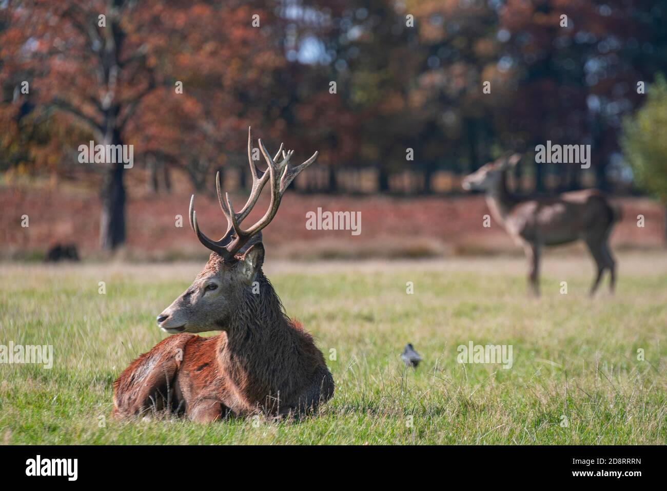 Un cervo rosso maschio che giace a Richmond Park con autunnale colori negli alberi dietro di lui Foto Stock