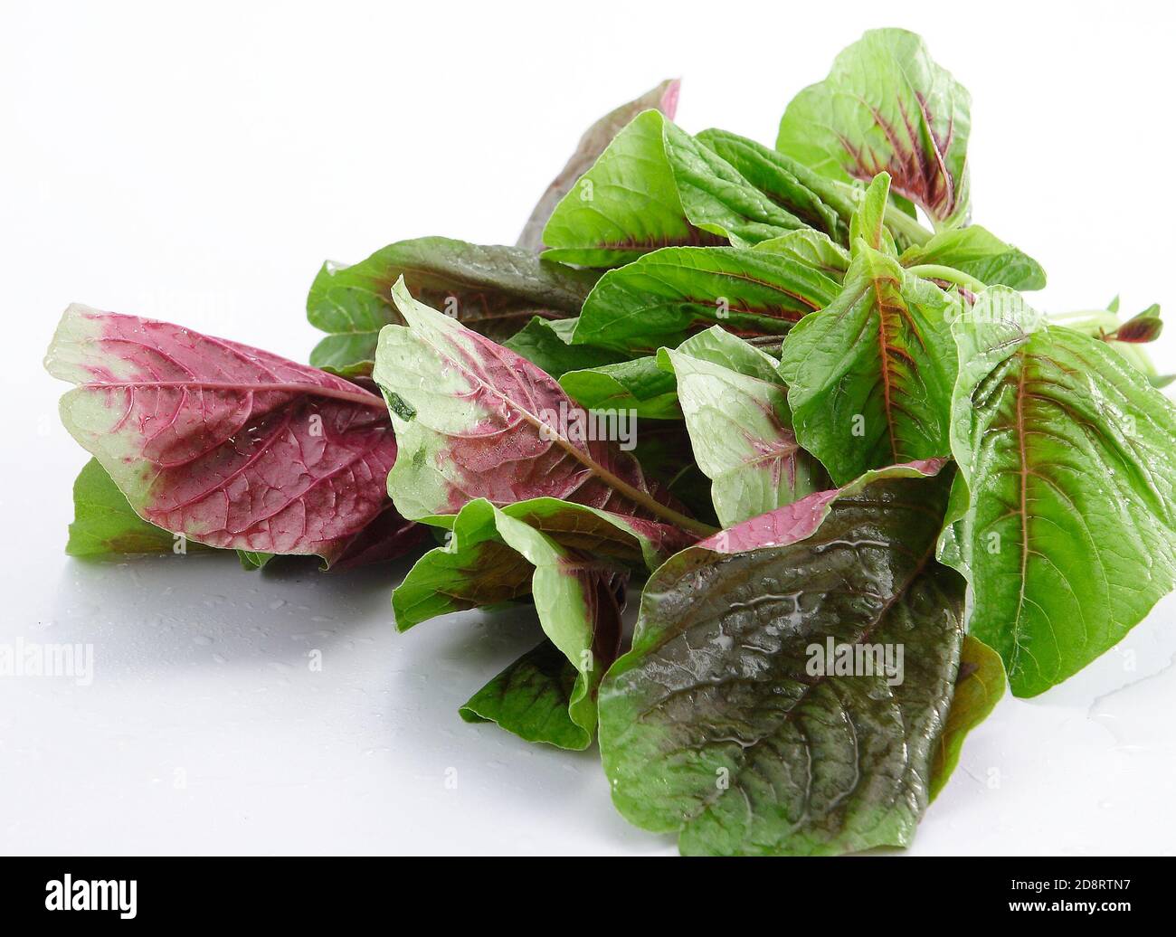 Amaranthus dubius, gli spinaci rossi, spinaci cinesi. Foto Stock