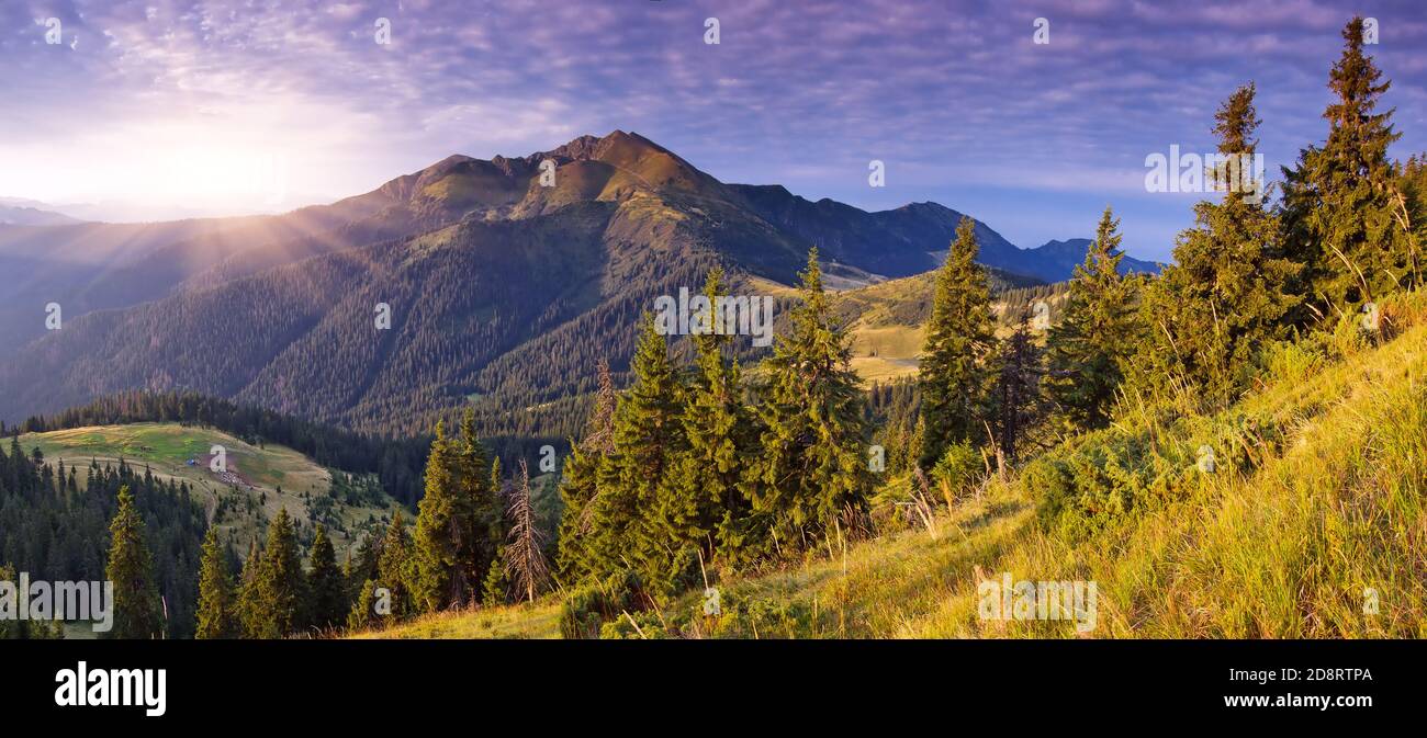 Panorama paesaggio montano con foresta di abeti. Carpazi, Europa Foto Stock