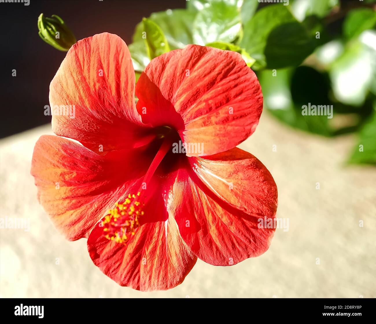 Macro di un fiore fiori di ibisco Foto Stock