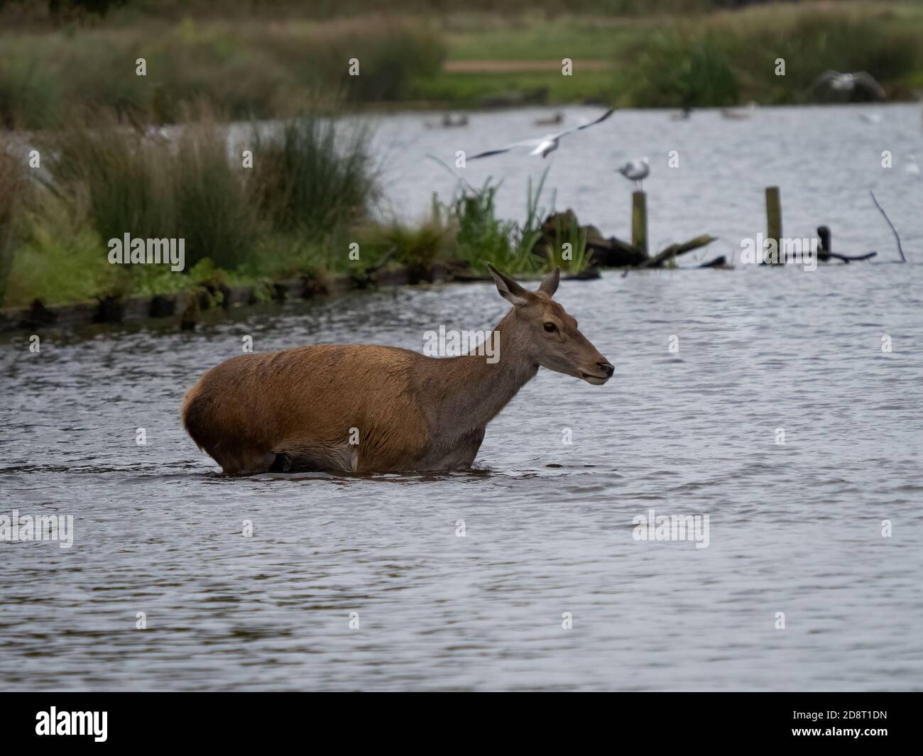 Il cervo (Cervus elaphus) Foto Stock
