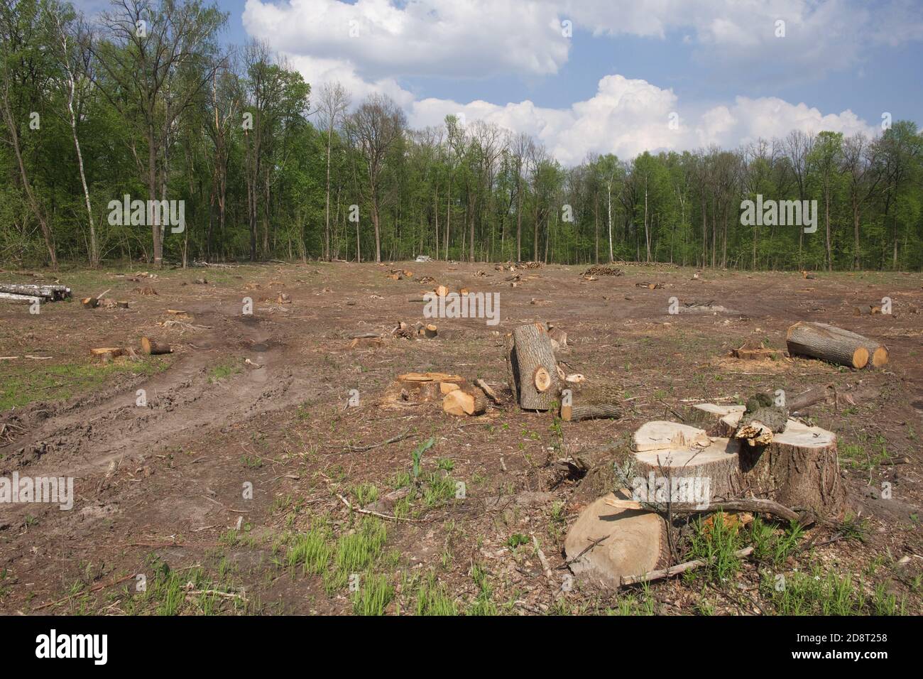 Un ceppo di albero ad un luogo di abbattimento nella foresta. Eliminazione delle foreste. Raccolta del legno. Foto Stock