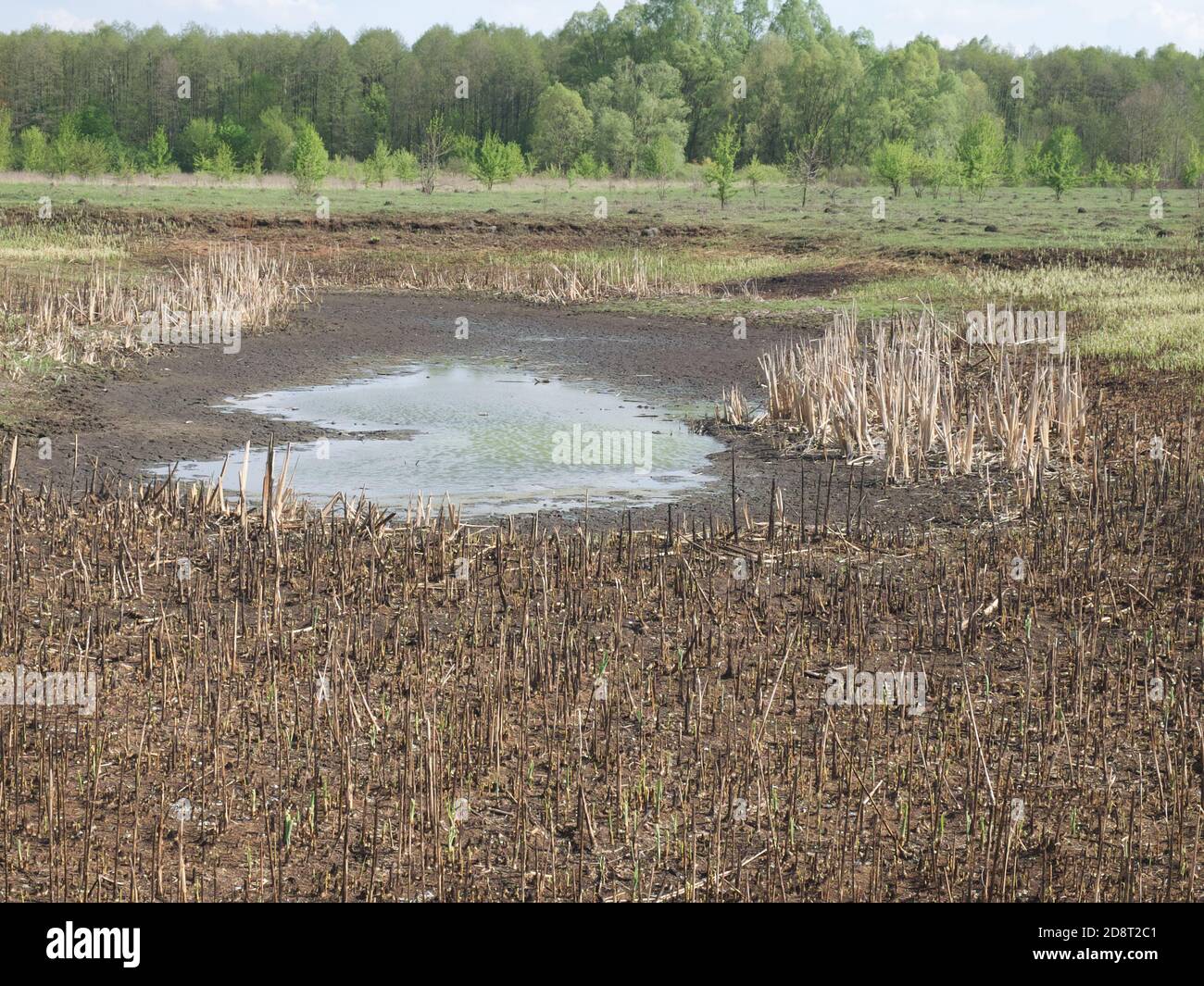 Un lago poco profondo. Il fondo esposto di uno stagno asciutto nel pomeriggio. Gambi di canna sulla riva. Foto Stock