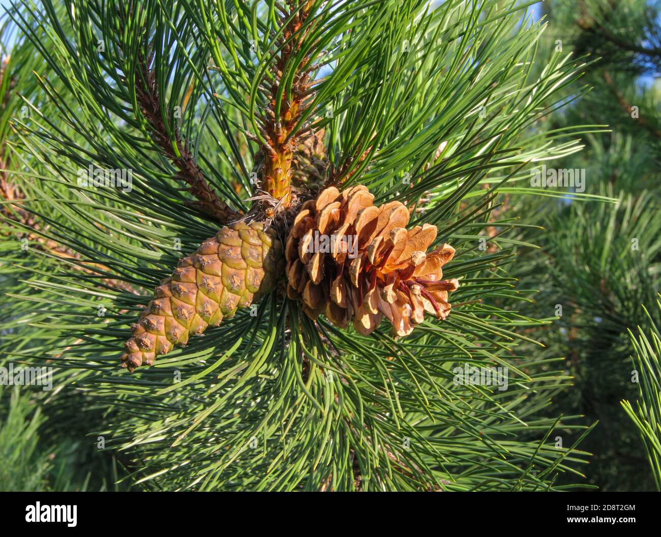Coni di pino marrone sul ramo di pino verde spiritoso Sullo sfondo della natura in autunno in Lituania Foto Stock