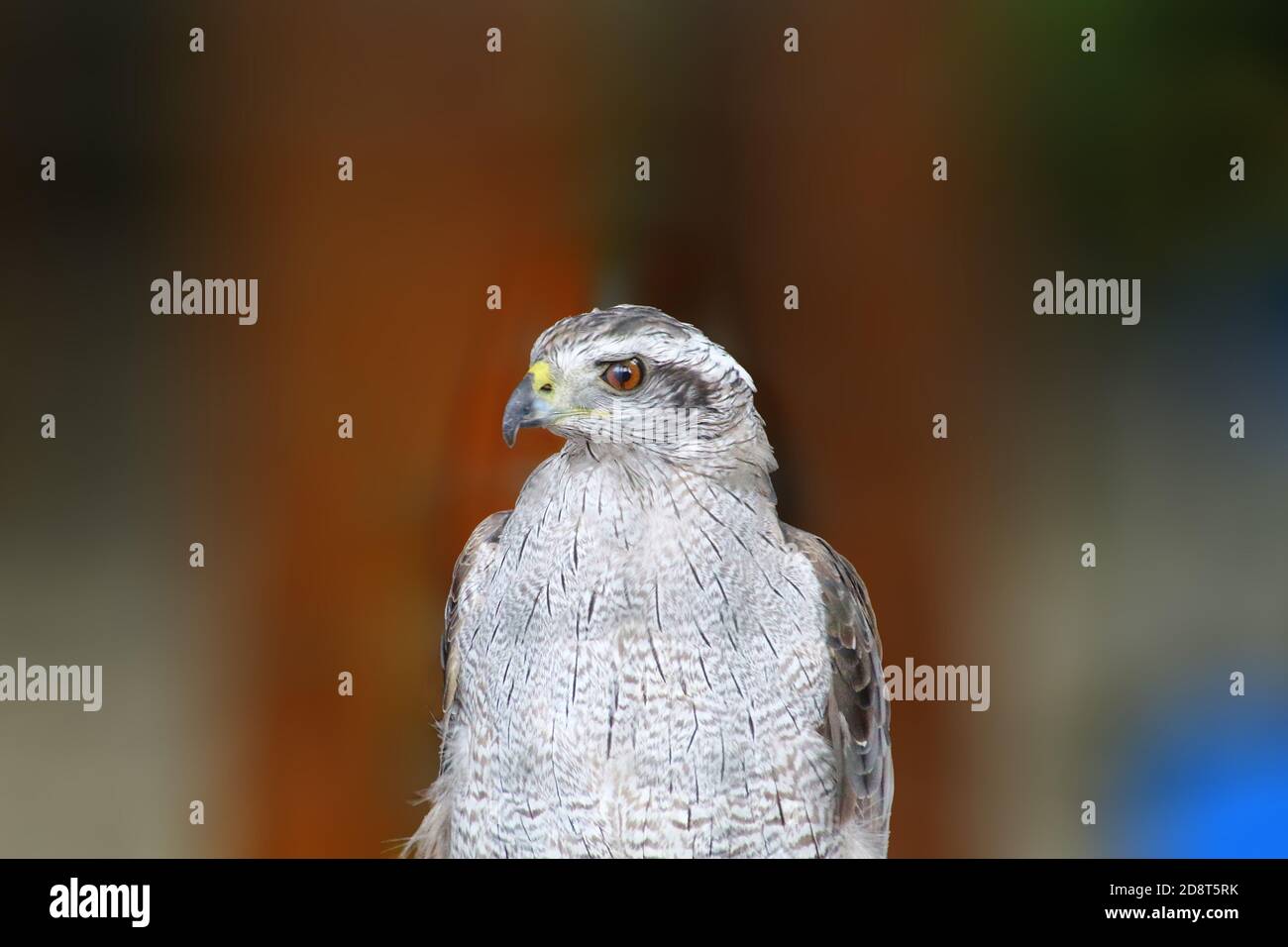 American kestrel, Alaska Raptor Center Foto Stock