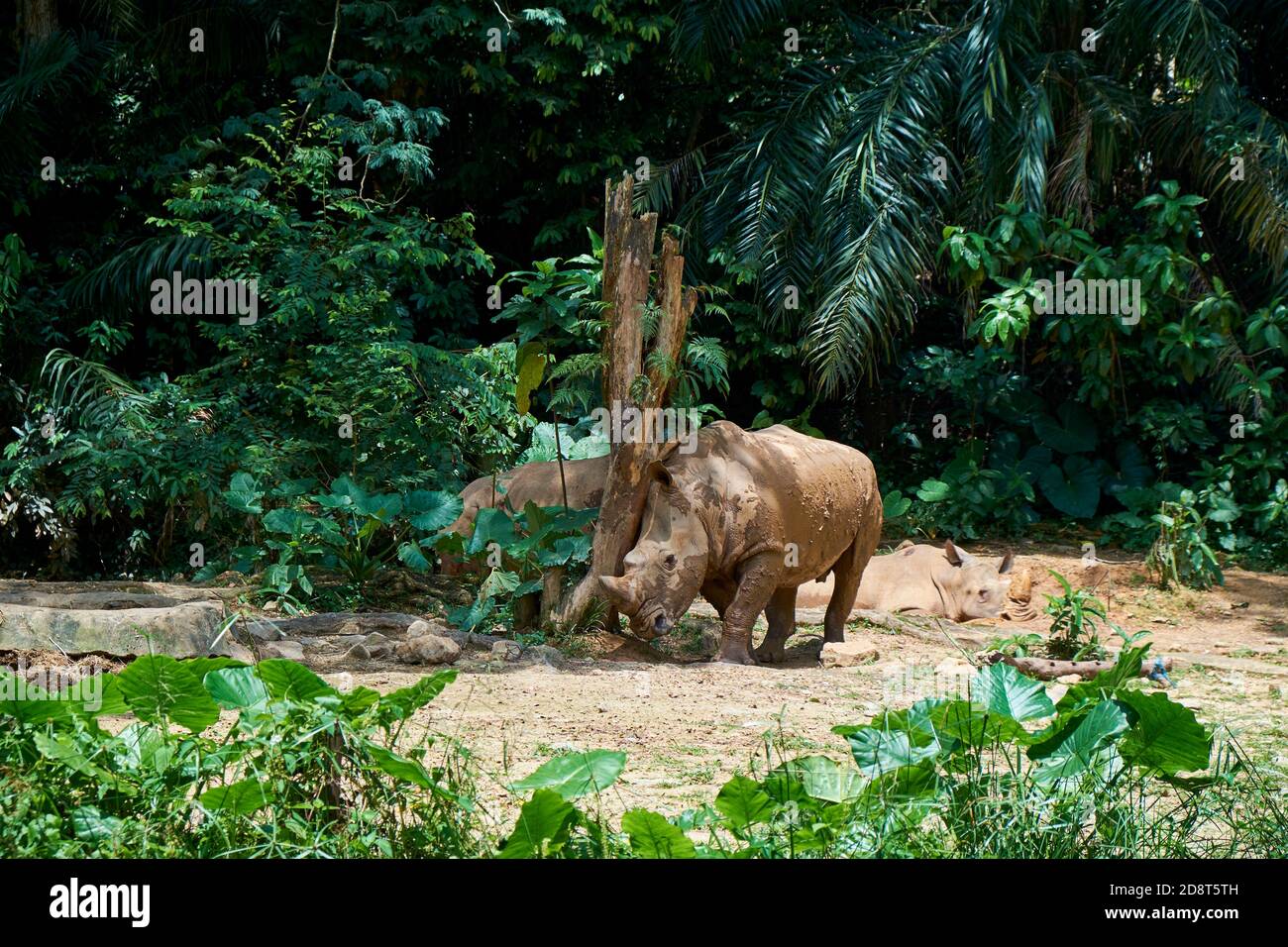 Tre rinocerosi stanno posando e sfregando un albero morto, diventando fangoso. Allo Zoo Negara Malaysia a Kuala Lumpur. Foto Stock