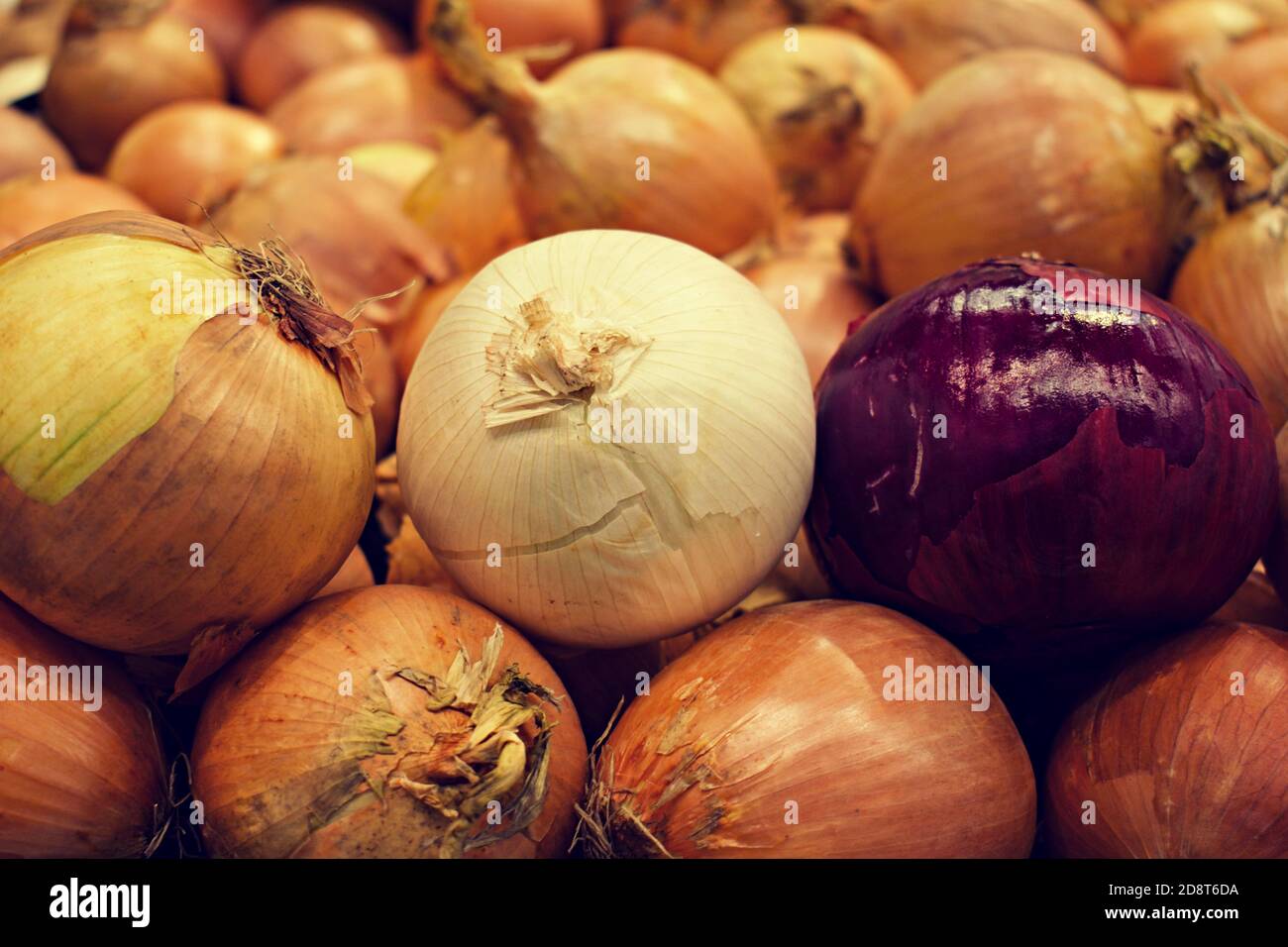 Cipolla gialla, bianca, viola o rossa allineata in fila sopra un mucchio di cipolle. Foto Stock