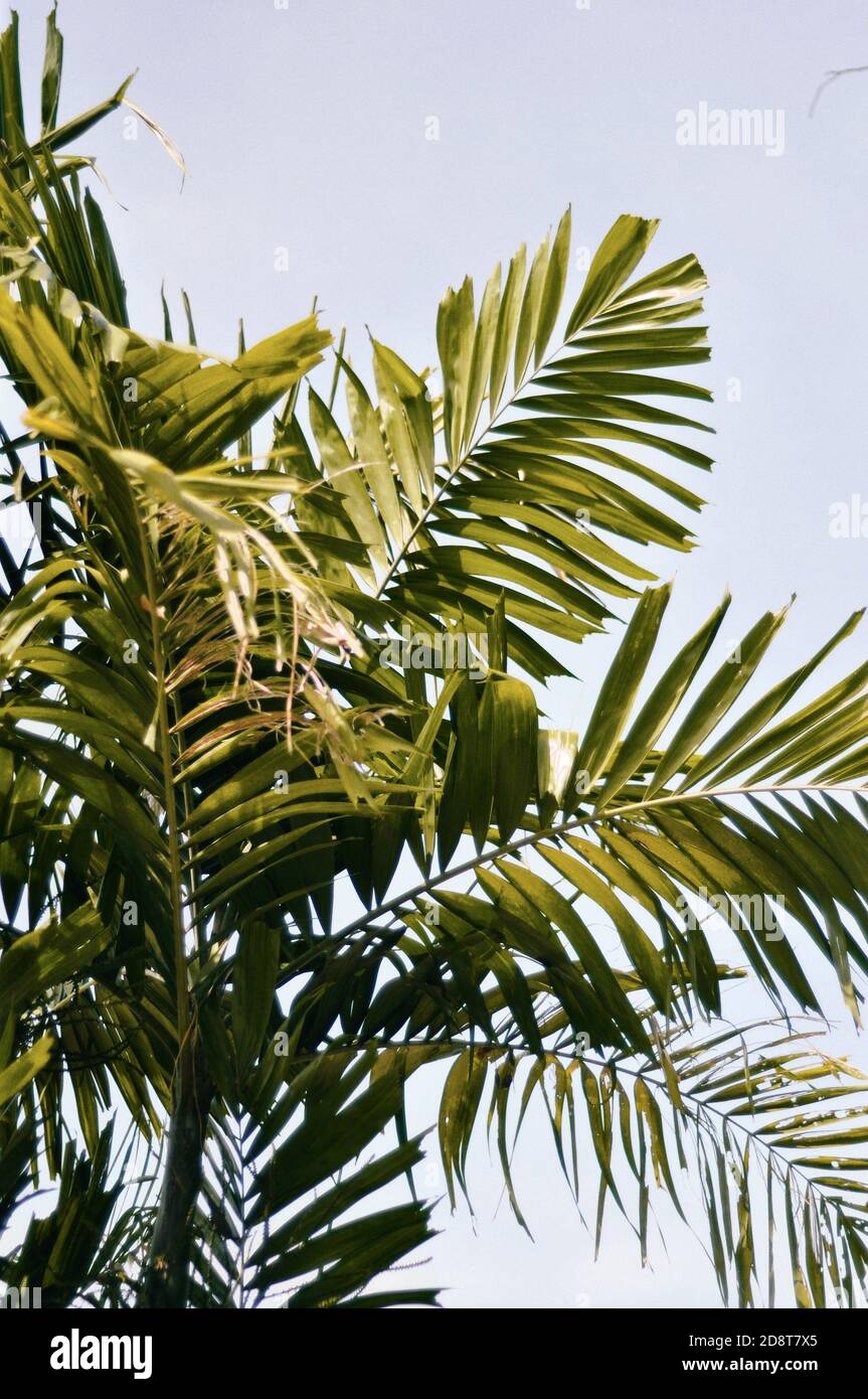 aria d'estate Foto Stock