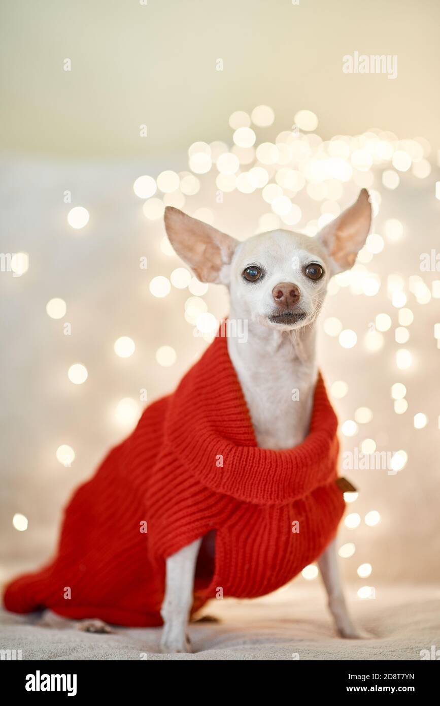 Carino cane chihuahua che indossa un costume di Natale Foto Stock