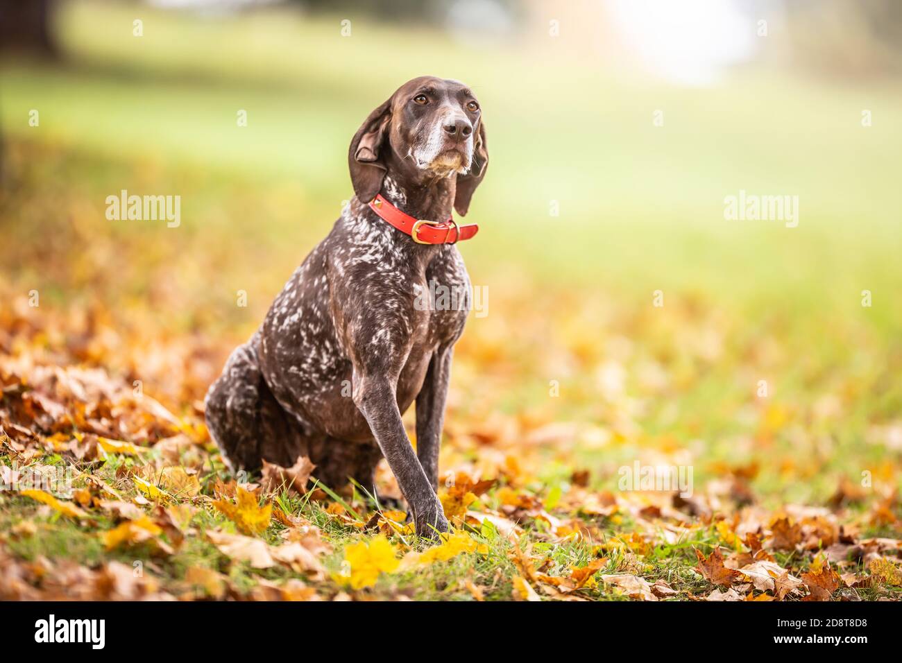 Cane marrone e bianco con un collare rosso si siede obbedientemente all'aperto durante una passeggiata autunnale Foto Stock