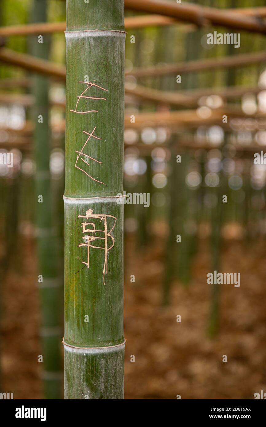 Foresta di bambù con messaggi scolpiti su gambi di bambù Foto Stock