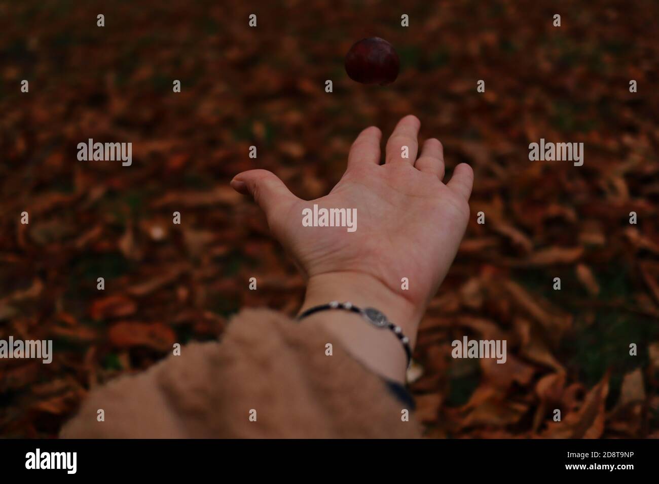 La mano umana getta la castagna marrone in aria nel parco durante la stagione autunnale. Moody Autumnal colori caldi con mano e Castanea Sativa. Foto Stock