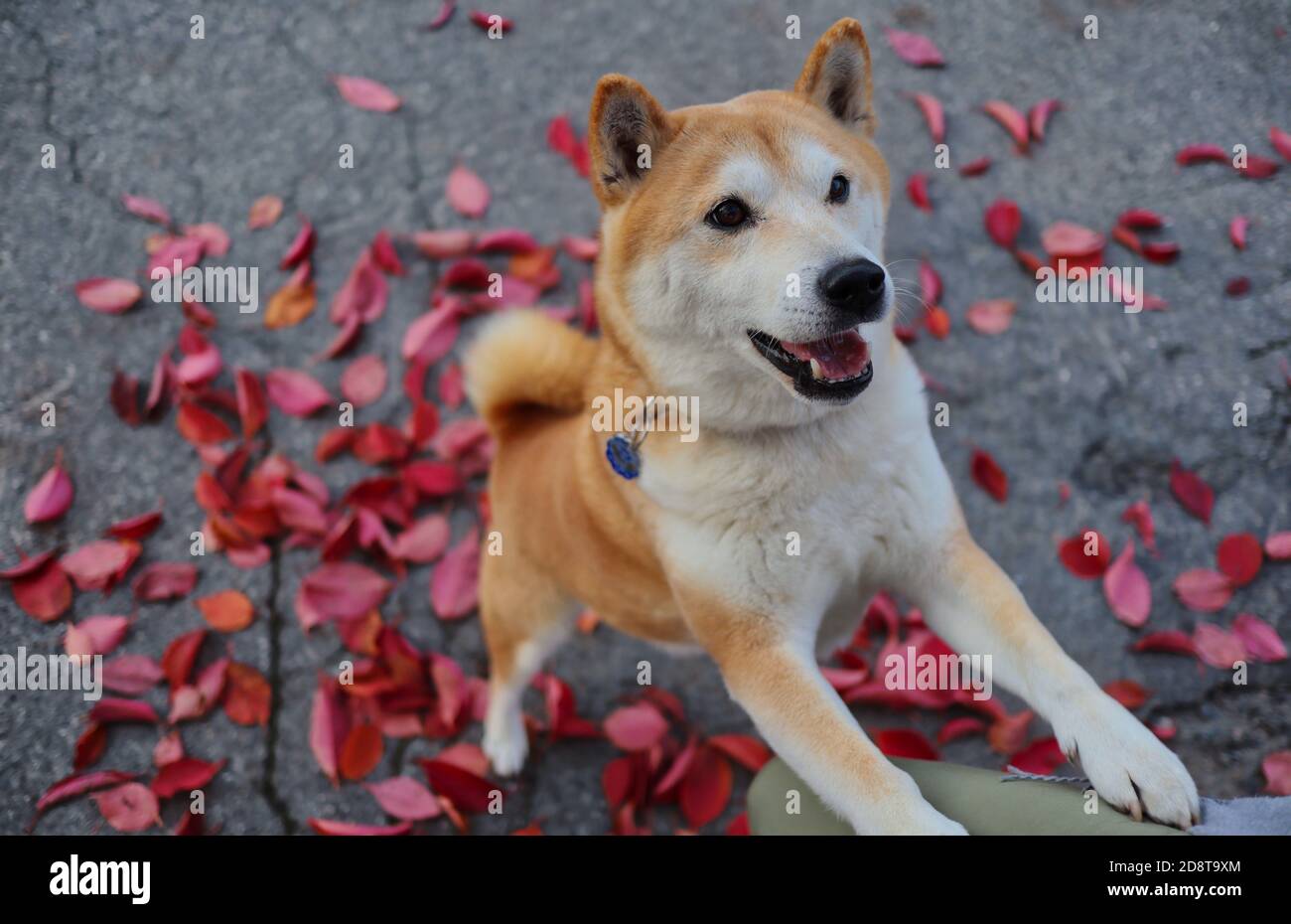 Energetic Shiba Inu si trova su due gambe su foglie di viola caduto durante la stagione autunnale. Adorabile cane d'oro sorride fuori. Foto Stock