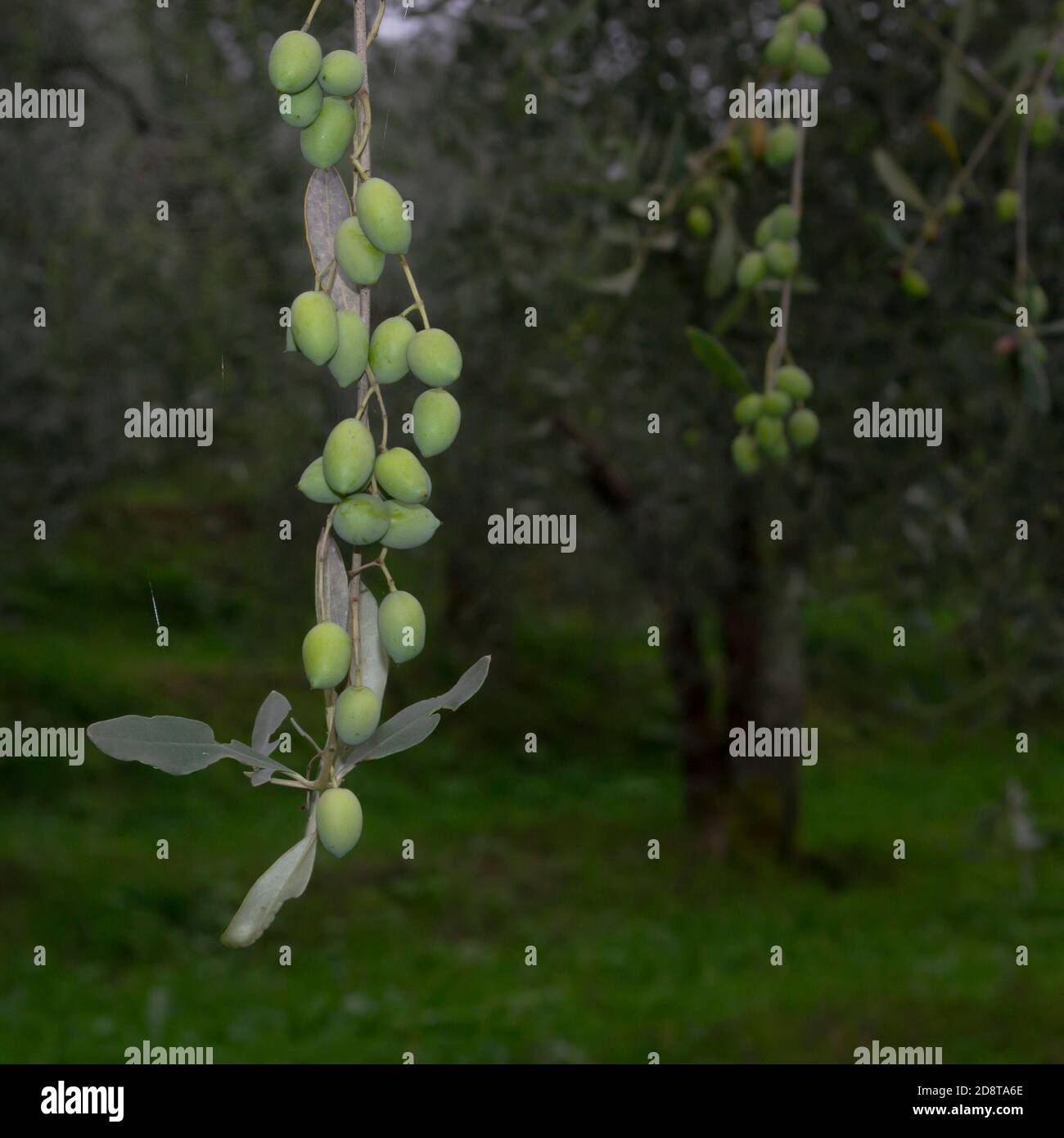 olive su rami di alberi pronte per essere raccolte per ottenere L'olio d'oliva tipico dei paesi mediterranei Foto Stock