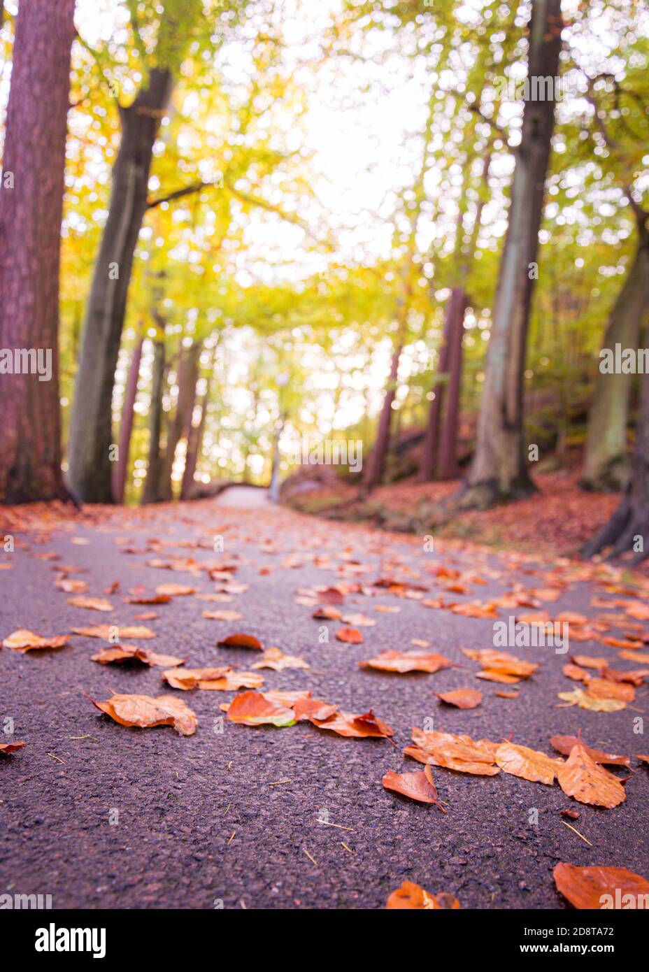 Strada lastricata in un parco locale con foglie colorate di autunno caduto. Vicino a gothenburg Svezia Foto Stock