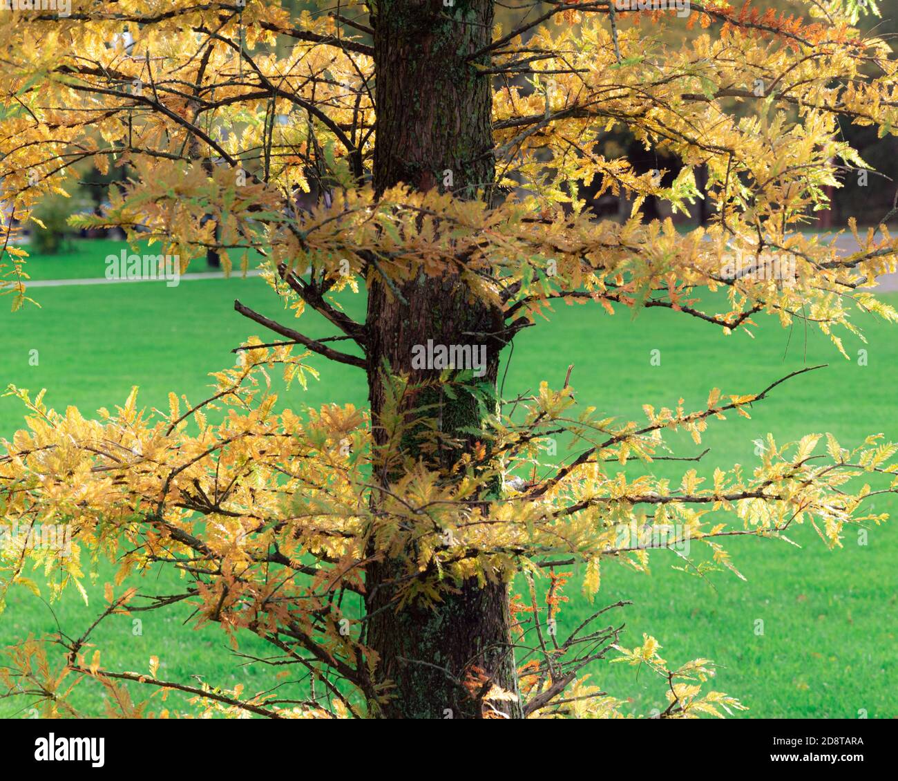 Albero d'autunno in piena espansione con foglie colorate e sole. Goteborg, Svezia Foto Stock
