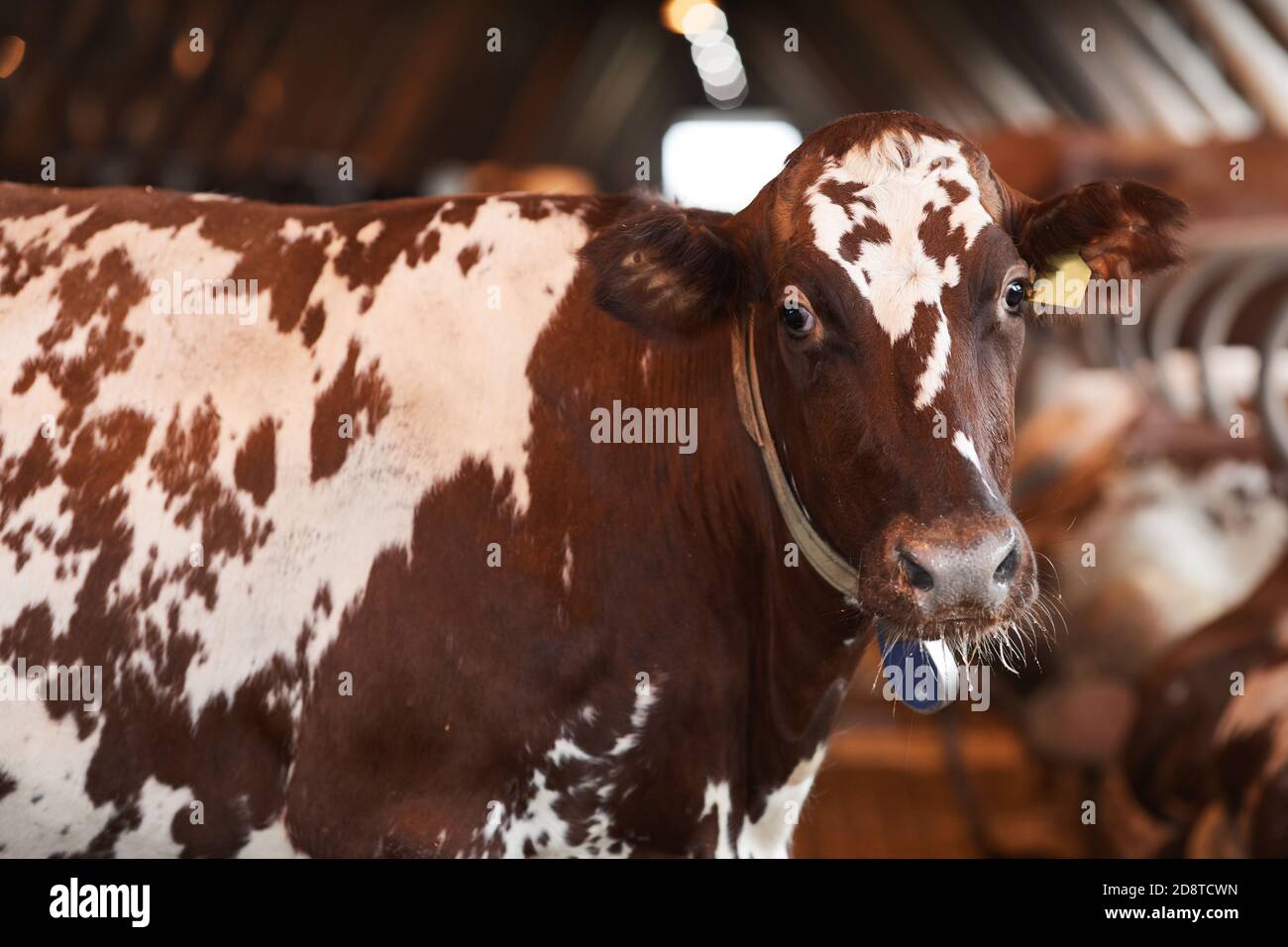 Ritratto di vacca macchiata sana guardando la macchina fotografica mentre si trova in piedi in penna animale presso la fattoria di caseificio biologico, copia spazio Foto Stock
