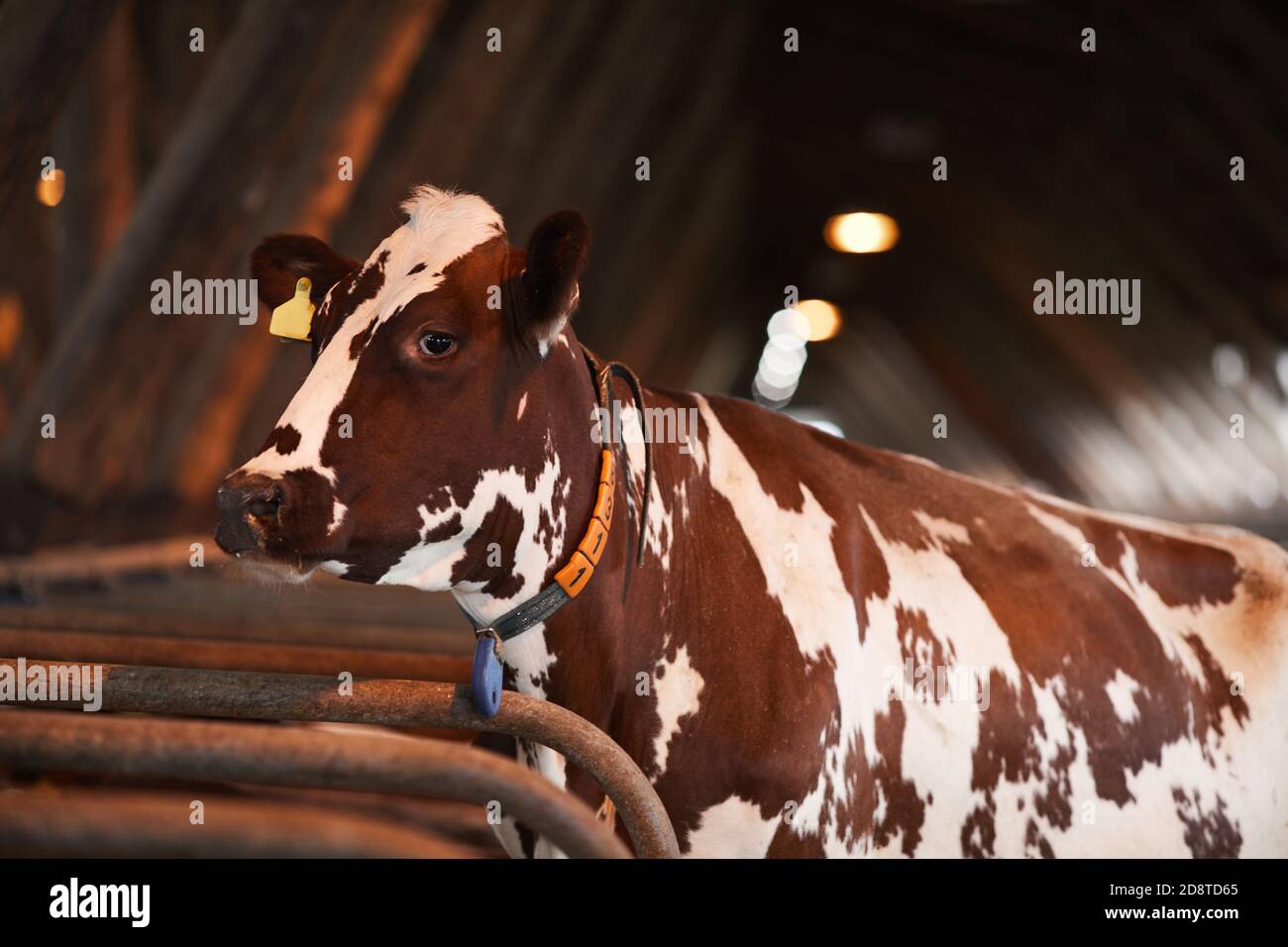Ritratto di bella mucca macchiata che guarda via mentre si trova in cowshed presso la fattoria di caseificio biologico, copia spazio Foto Stock