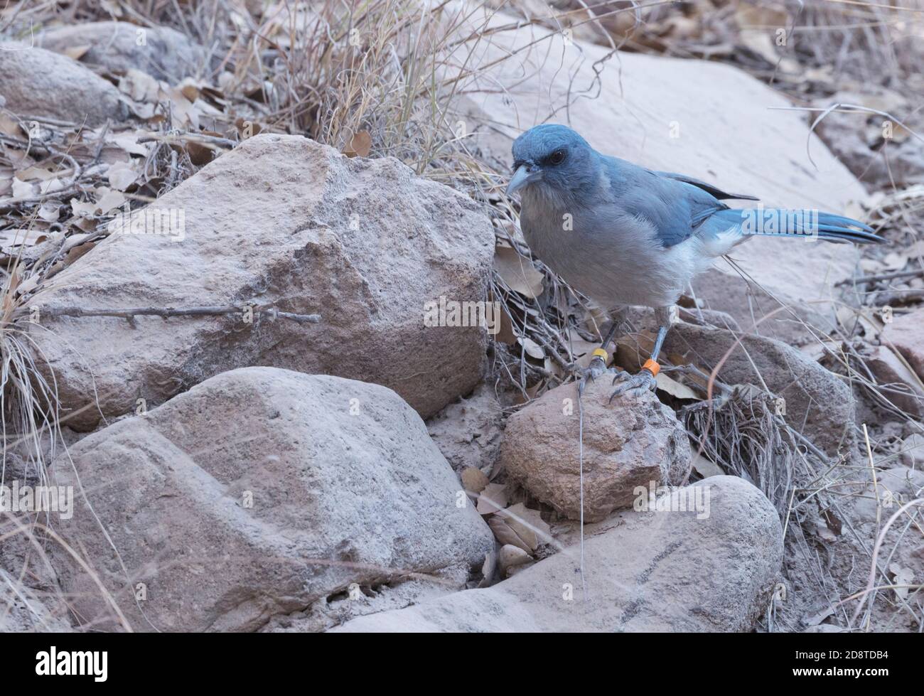 Mexican Jay con bande scientifiche su entrambe le gambe nel Cave Creek Canyon nelle montagne Chiricahua dell'Arizona, vicino al Southwestern Research Center, una filiale di Foto Stock