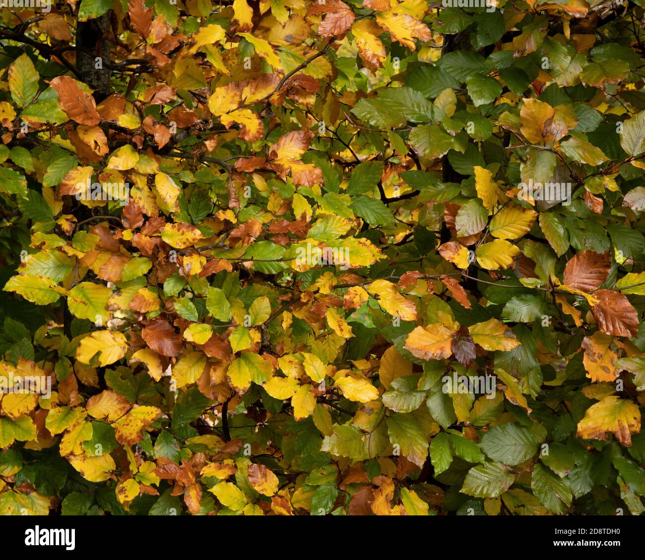 La siepe di faggio cambia colore in autunno Foto Stock