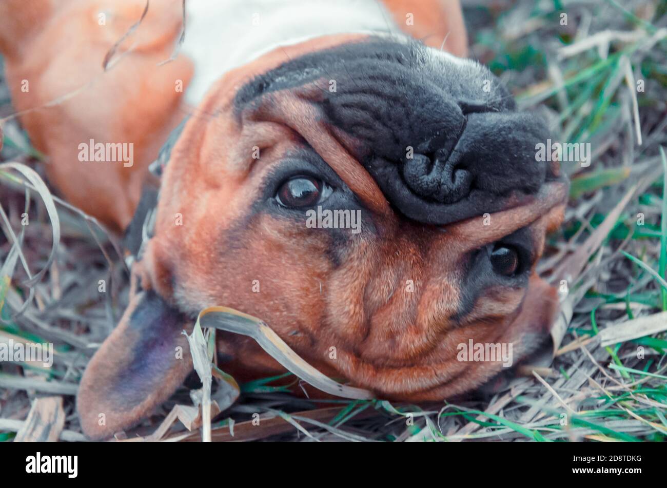 bulldog francese che cammina su un sentiero in erba pomeriggio d'autunno Foto Stock