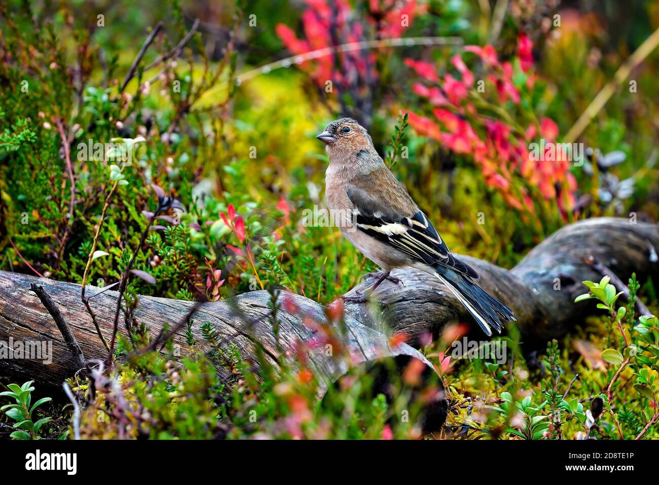 I colori Chaffinch comuni si fondono perfettamente con la sottobosco autunnale colori Foto Stock