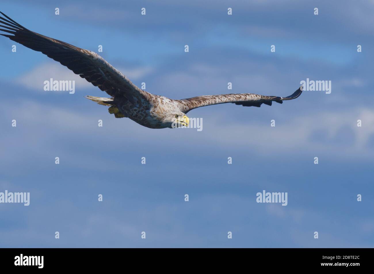 White-tailed sea eagle Foto Stock